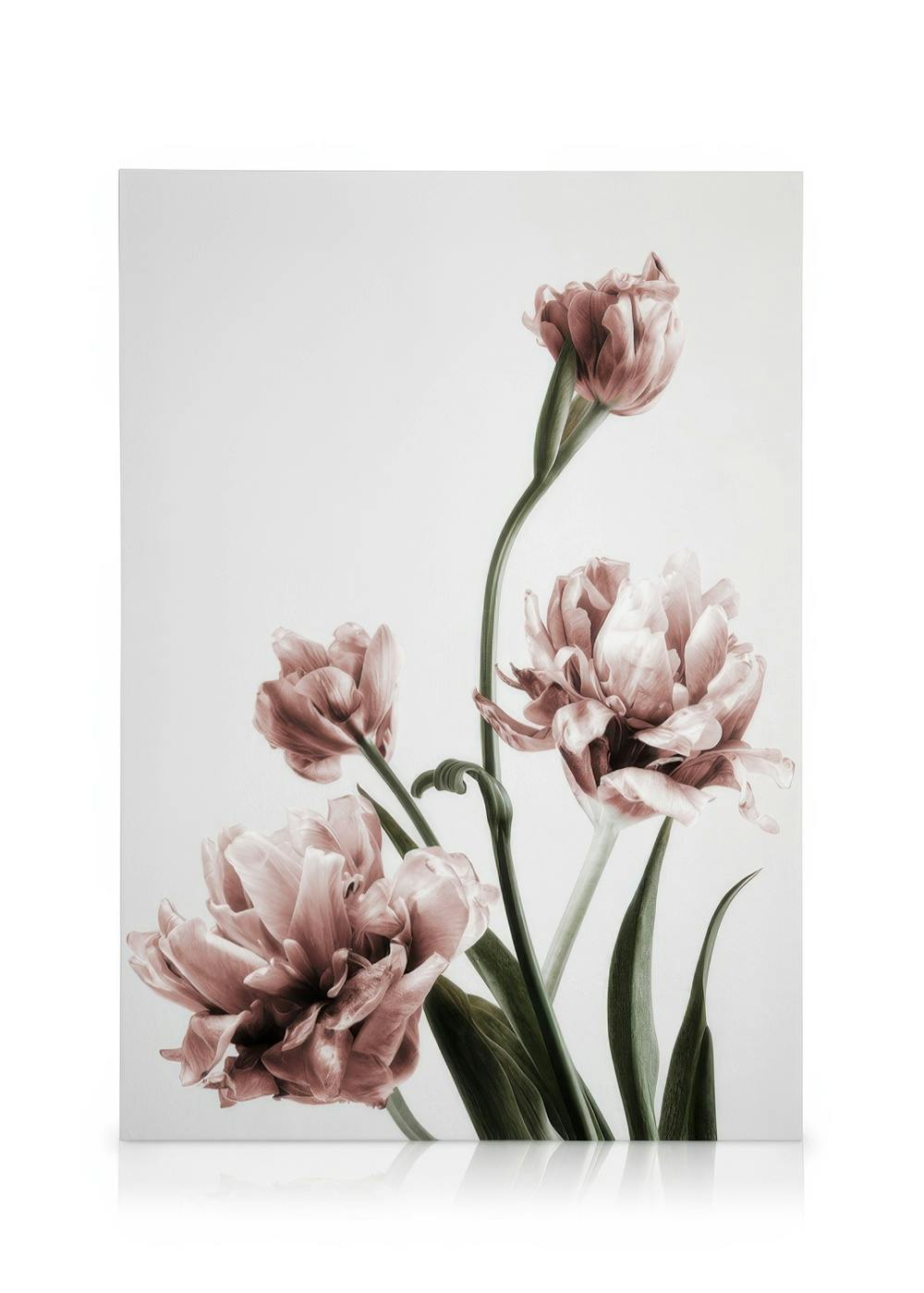 Καμβάς με ροζ τουλίπες, απαλά χρώματα, λευκό φόντο, floral διακόσμηση.