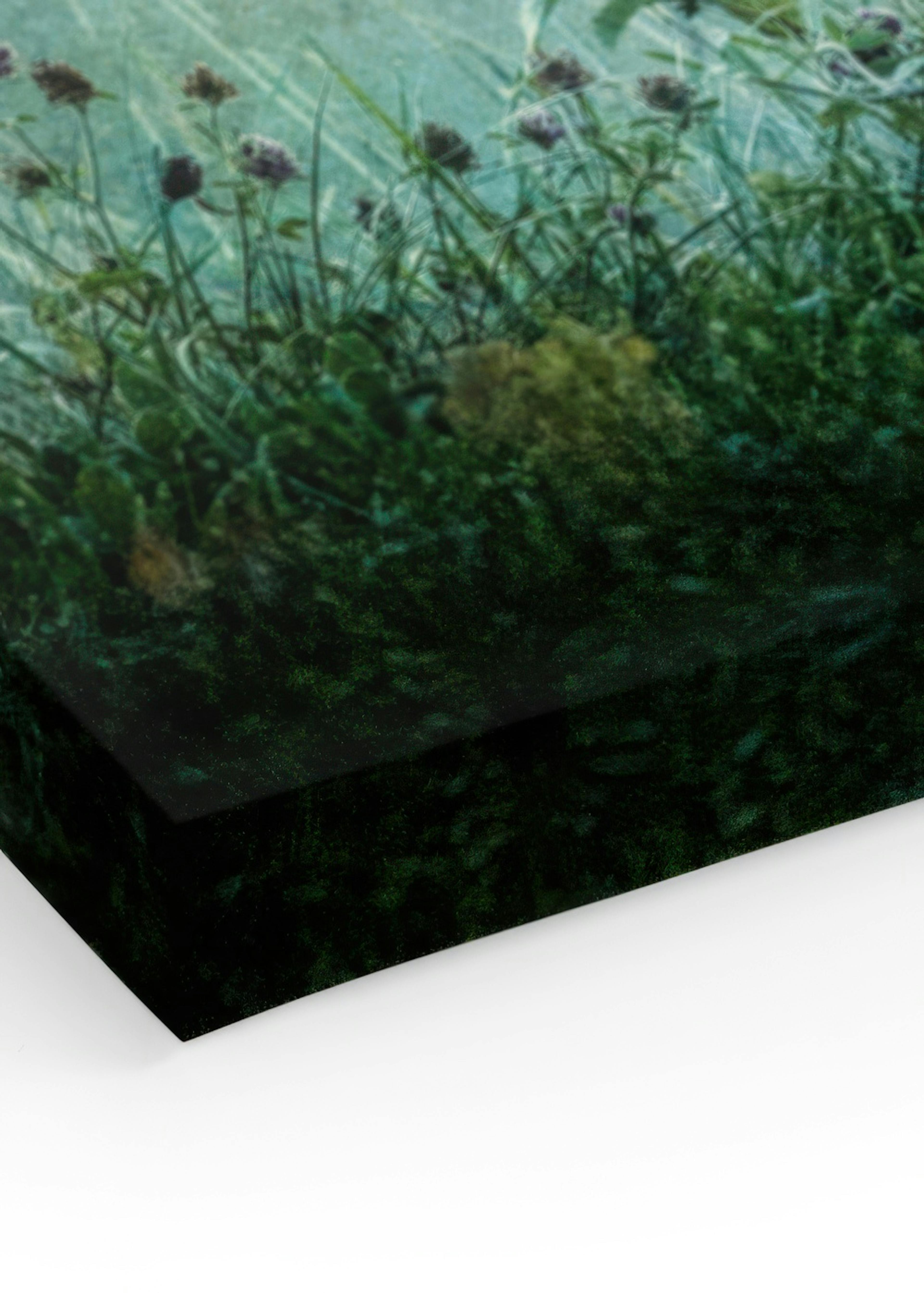 Meadow In Dawn Canvas print