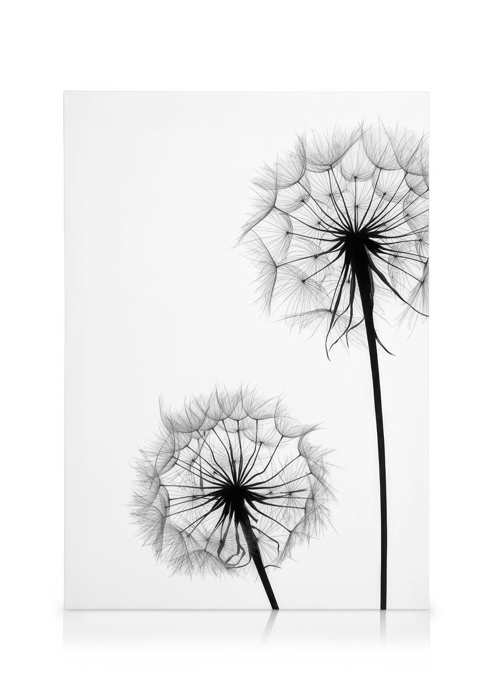 Obrazy na płótnie Dandelion No1 Obraz na płótnie (30x40 cm - Czarna ramka)