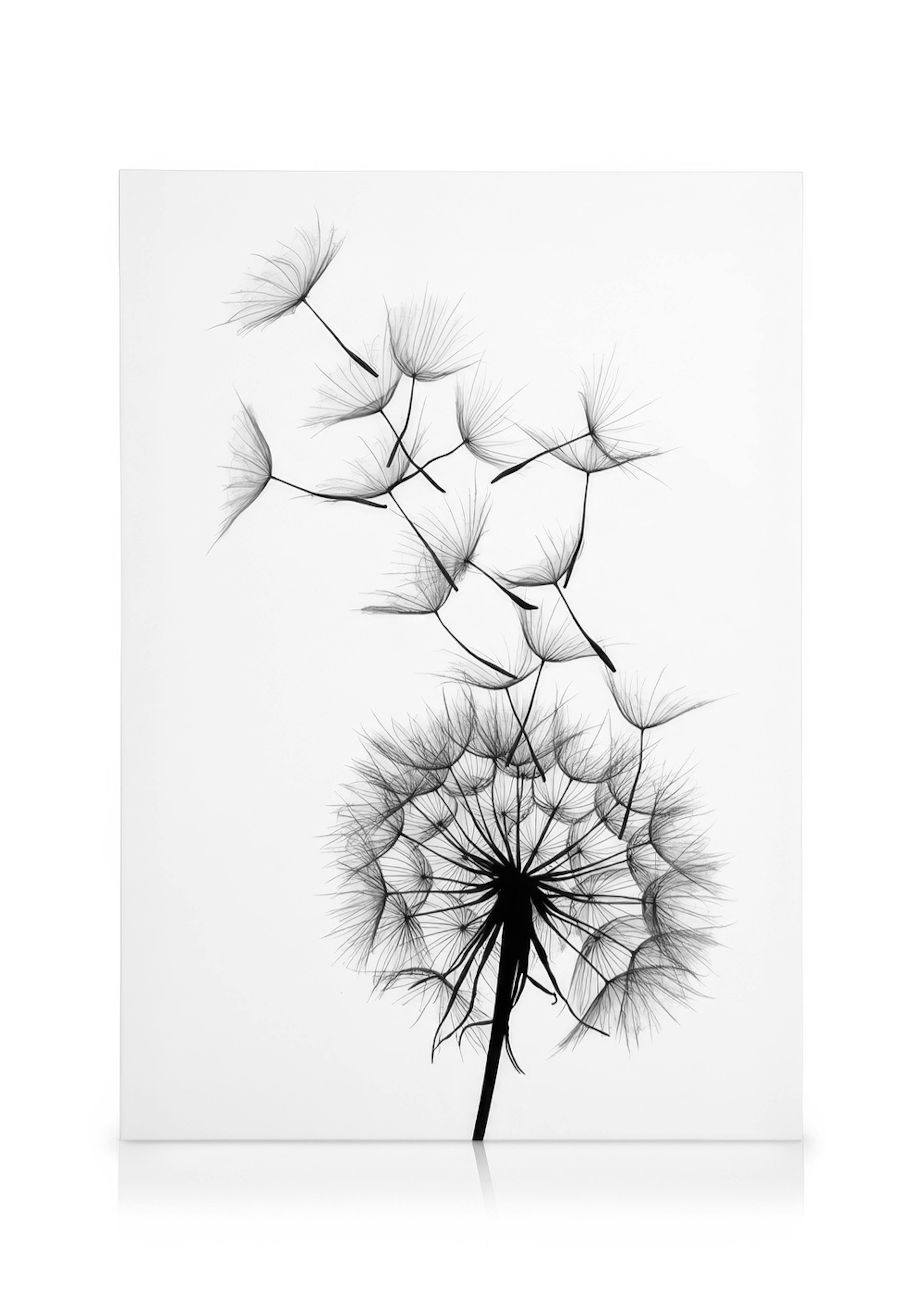 Dandelion No2 Canvas 0