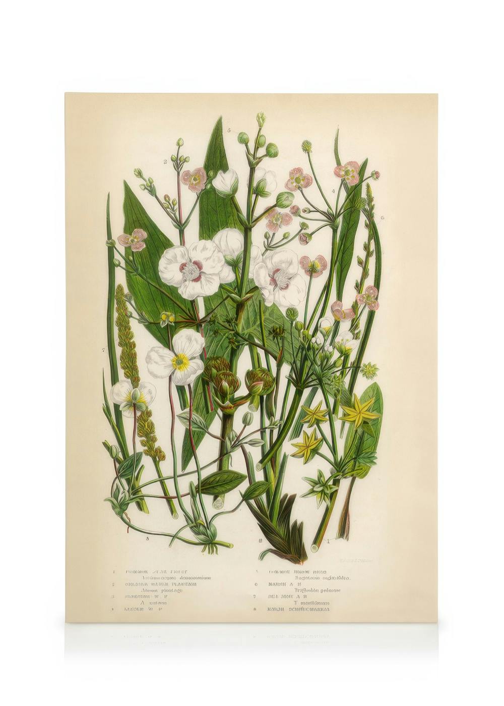 Vintage Flowers One canvas print, a botanical illustration featuring white, pink, and yellow flowers with green foliage against
