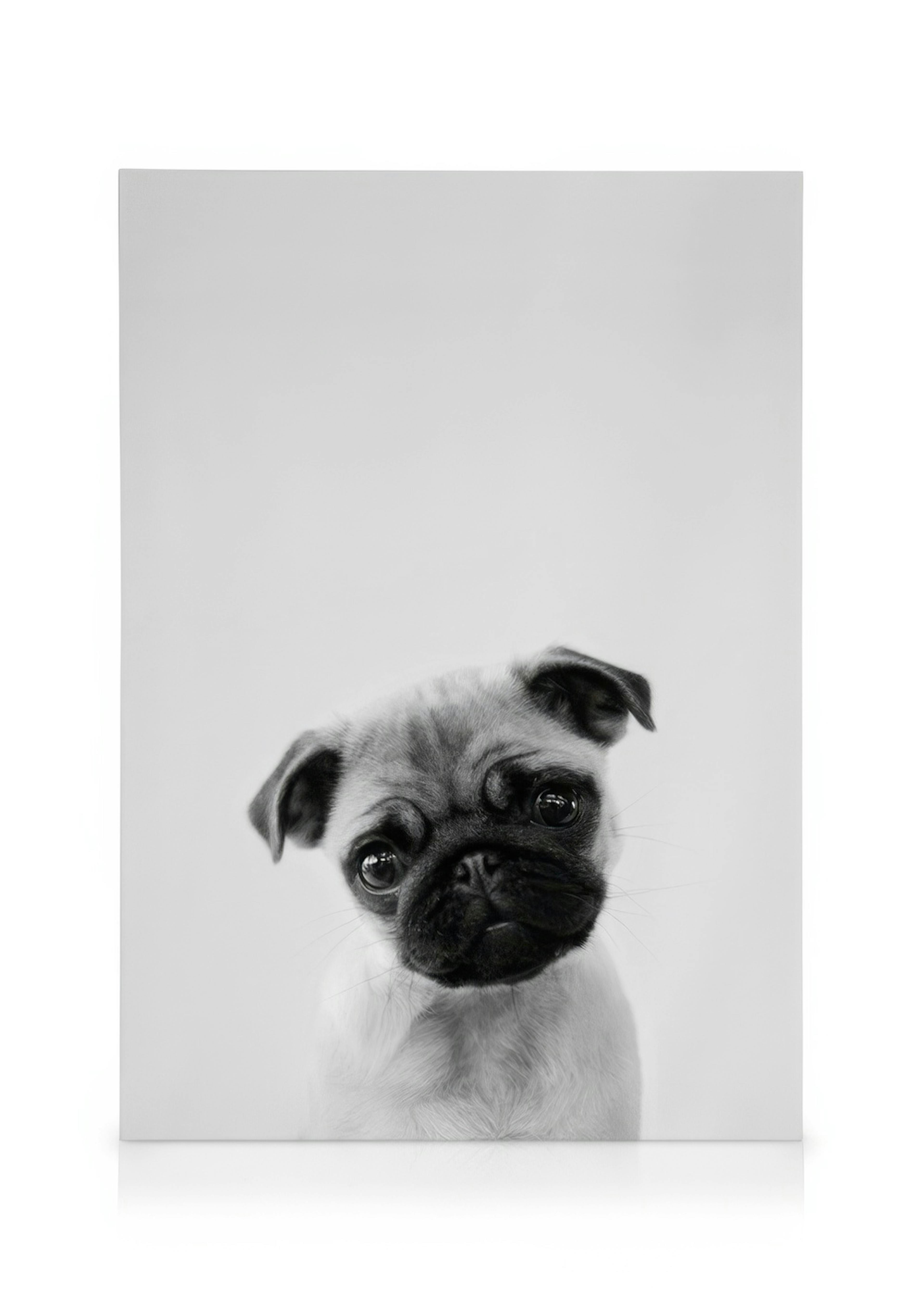 Pug Puppy Καμβά 0