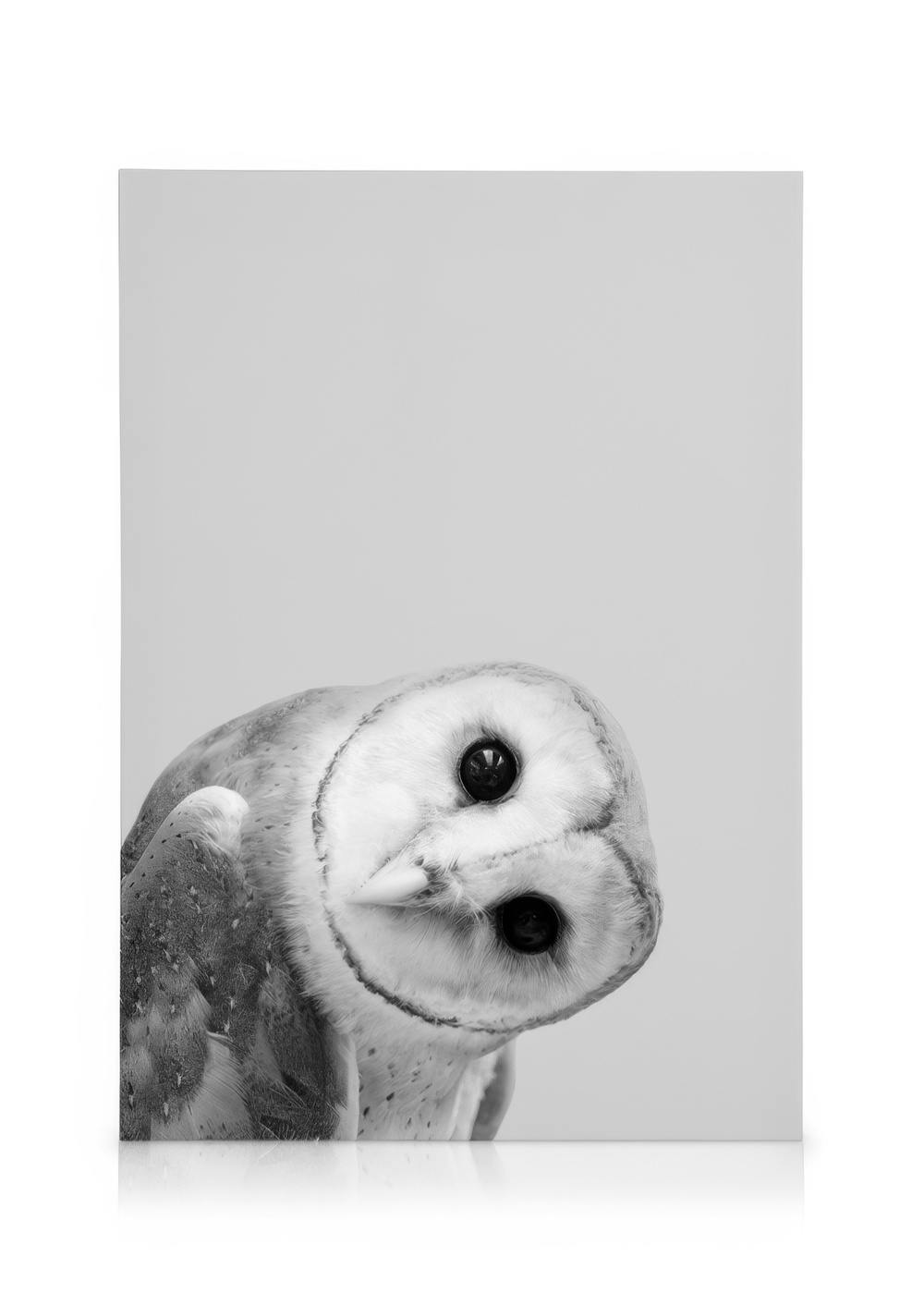 Canvas Schilderijen Owl Peekaboo Canvas (30x40 cm - Fotolijst Eiken)