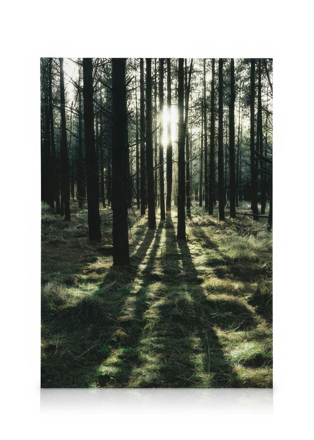 Telas decorativas Sunlight In Forest Tela (30x40 cm - Moldura Preta)
