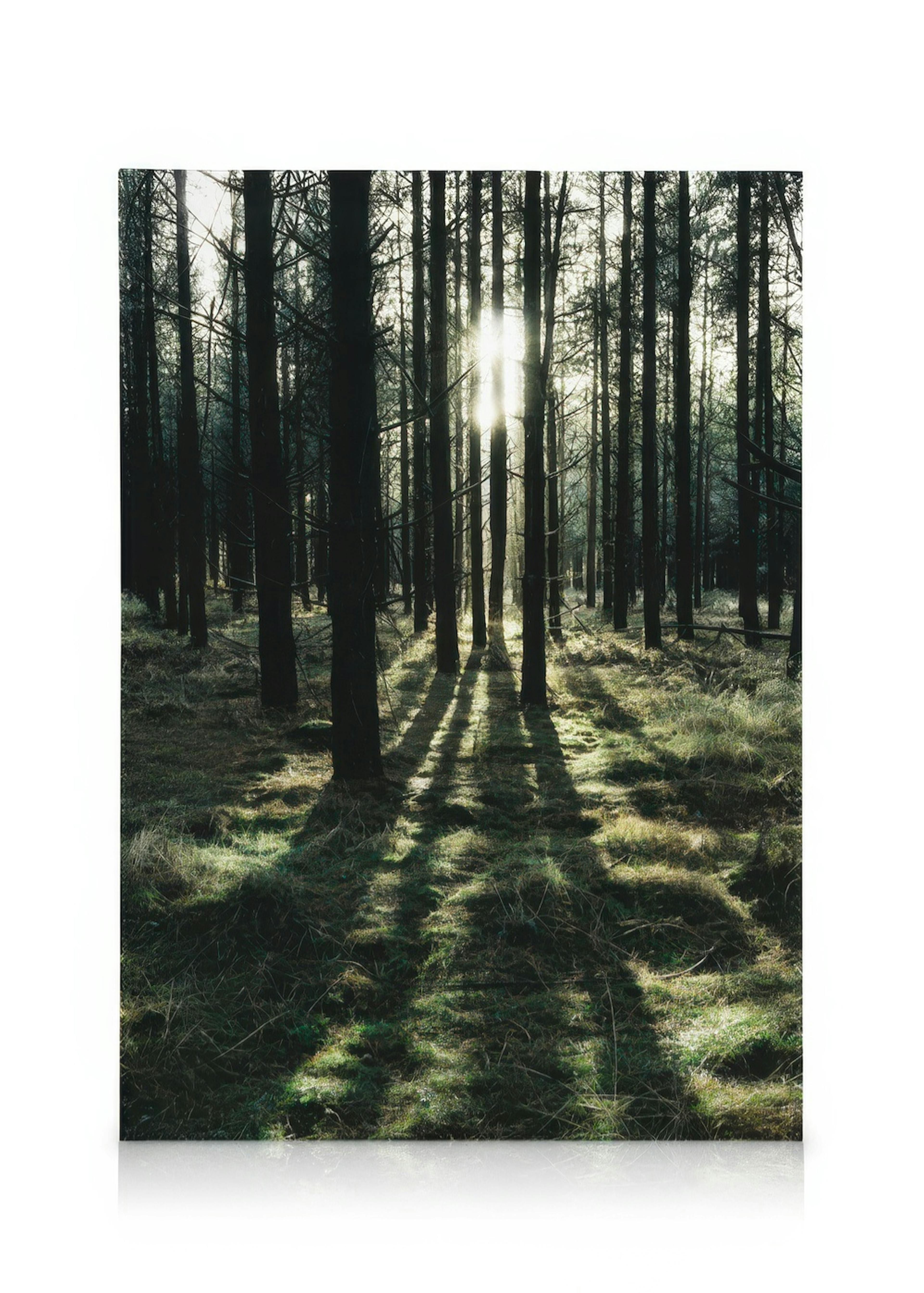 Sunlight In Forest Canvastavla 0