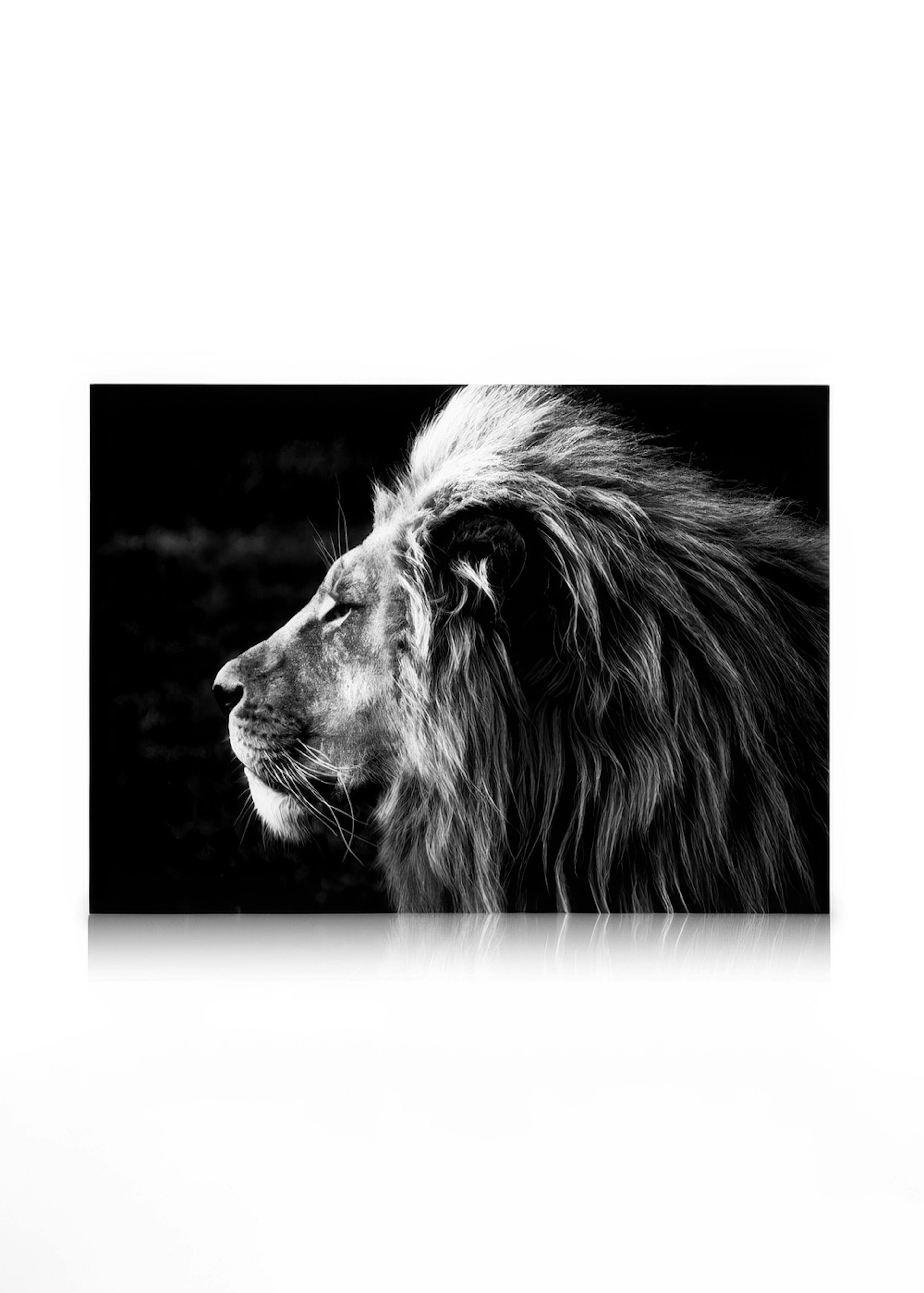 Lion B&W Tableau sur toile 0