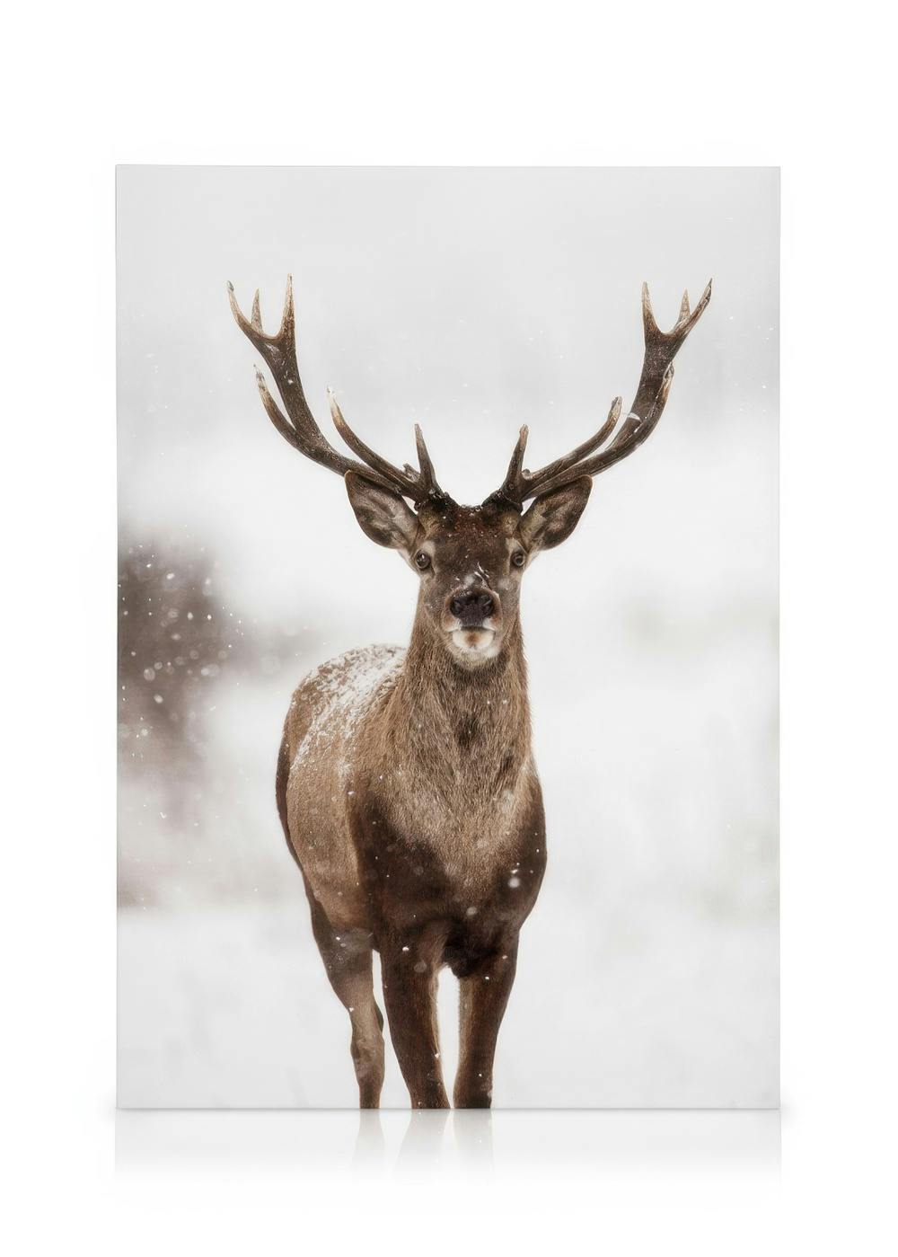 Leinwand mit majestätischem Hirsch im Schneefall, detailreiche Tierfotografie, Winterlandschaft, Natur, Wildtierkunst.