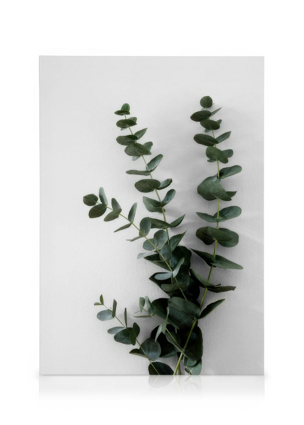 Gröna eukalyptusgrenar med runda blad mot en slät vit bakgrund, perfekt för naturinspirerad heminredning.