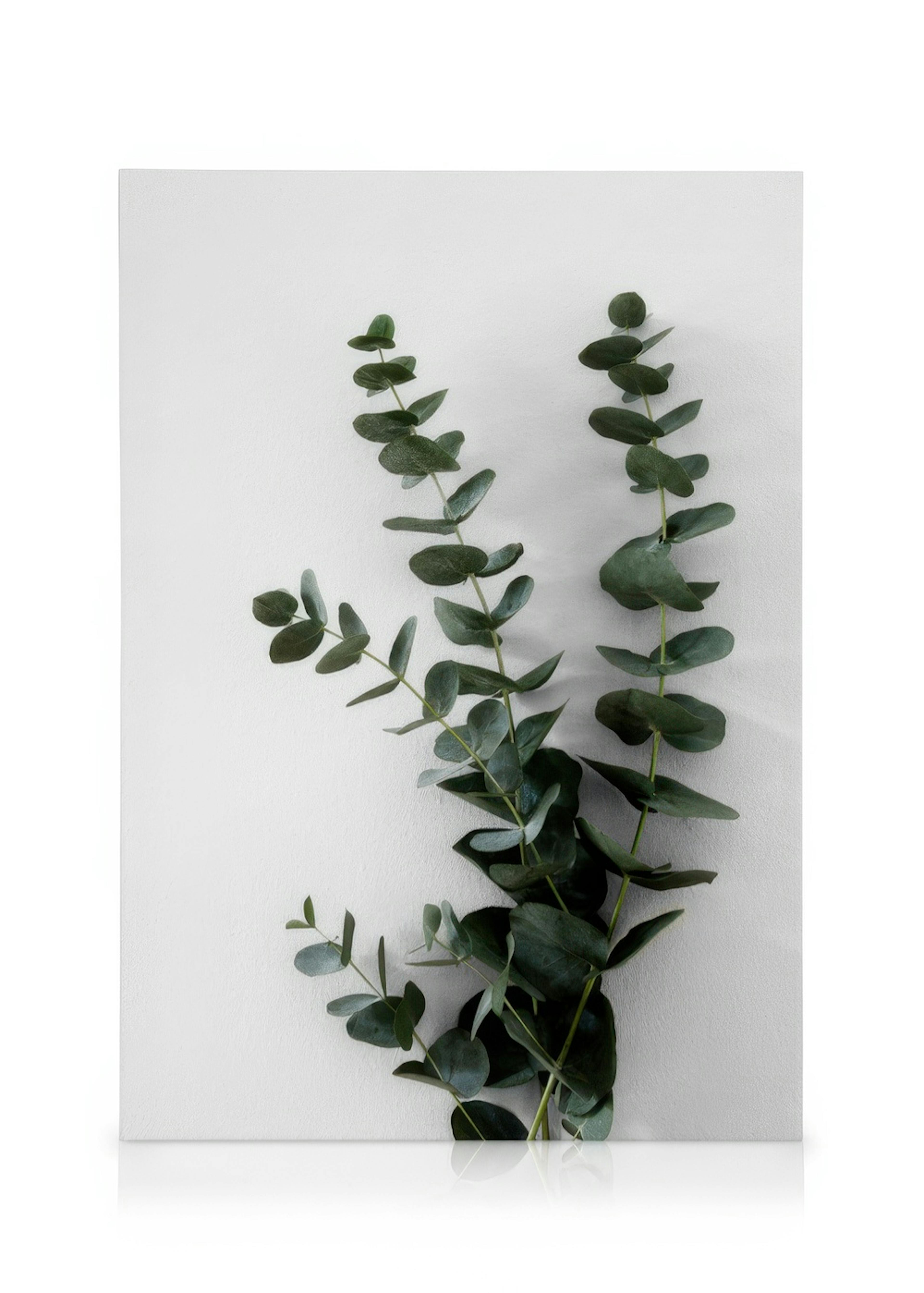 Eucalyptus Branch Two Canvas print 0