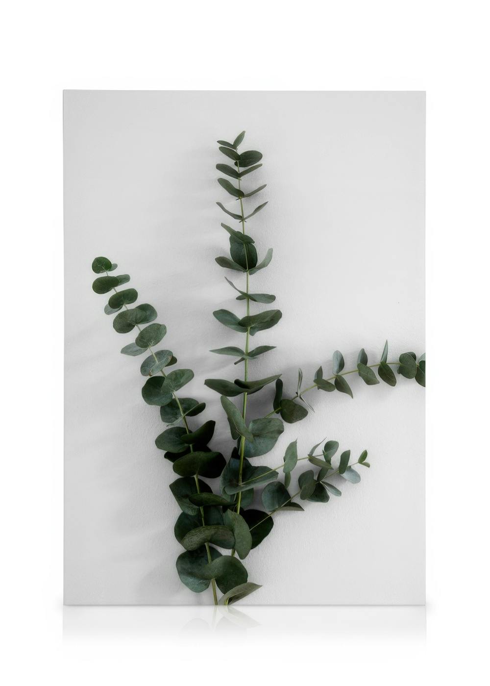 Canvas Prints Eucalyptus Branch Three Canvas print (30x40 cm - Oak Frame)