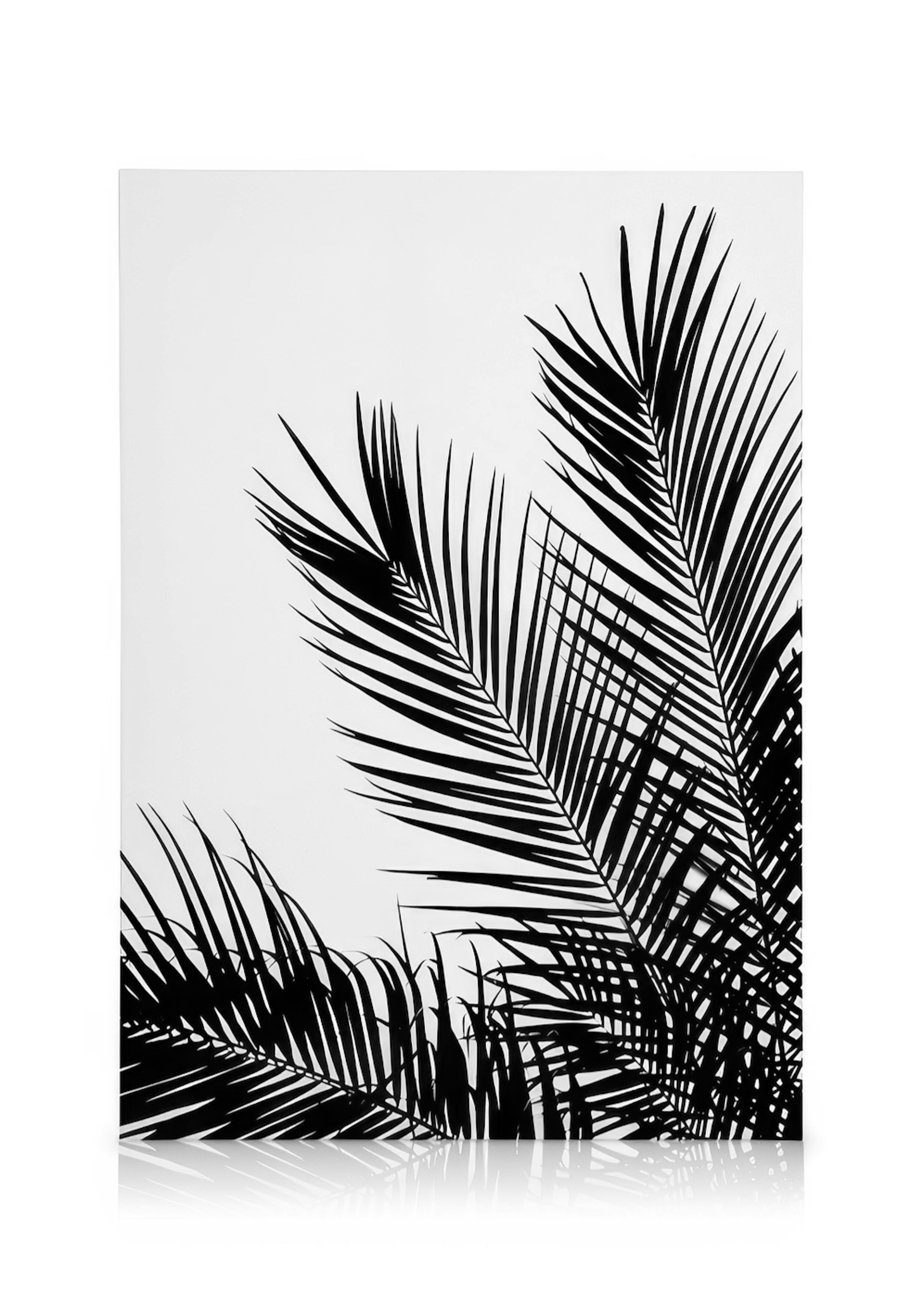 Schwarz-weißes Leinwandbild mit detaillierten Silhouetten von Palmenblättern, die sich elegant über den hellen Hintergrund erstr