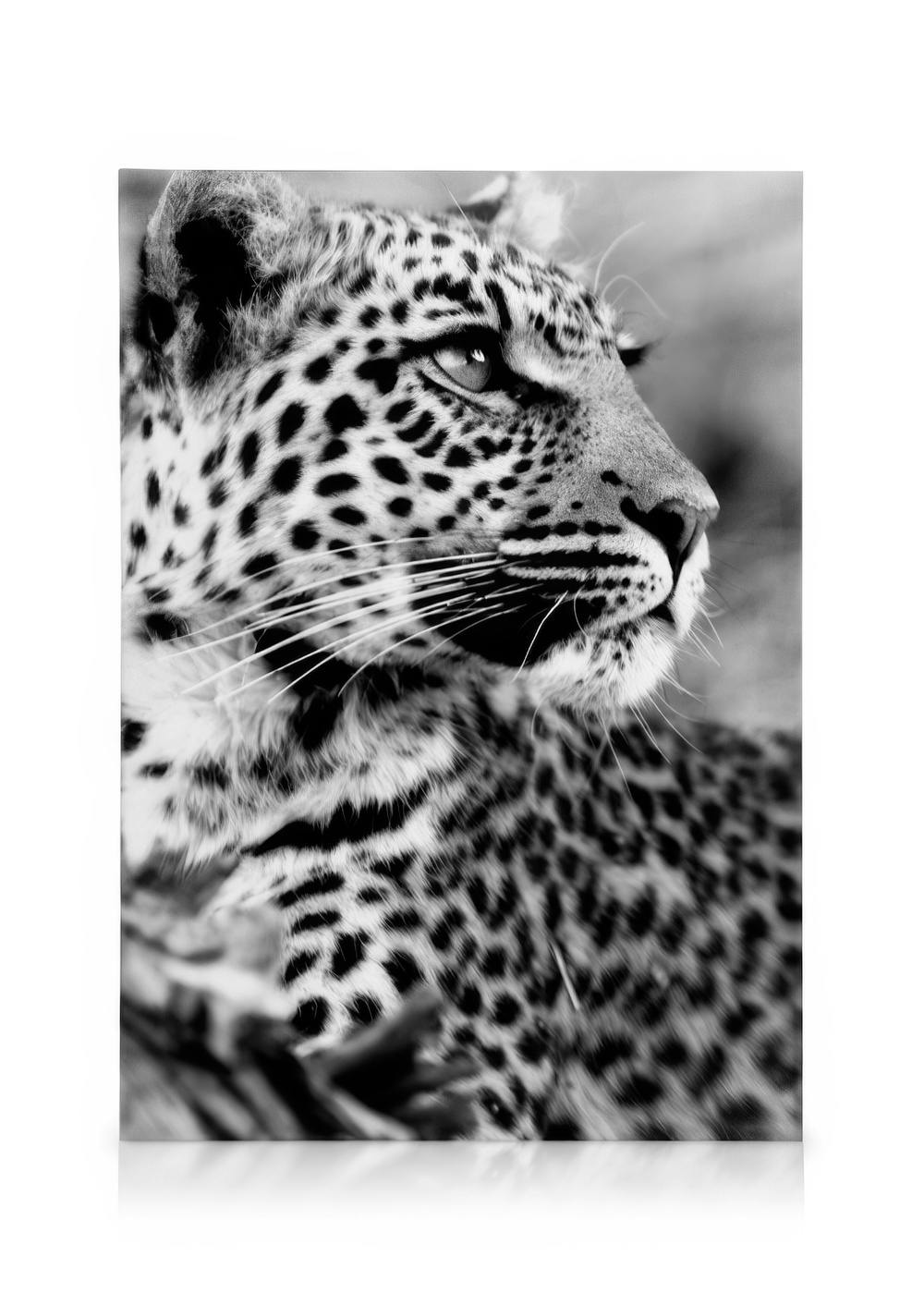 Leopard Toile (50x70 cm)  Animaux sauvages
