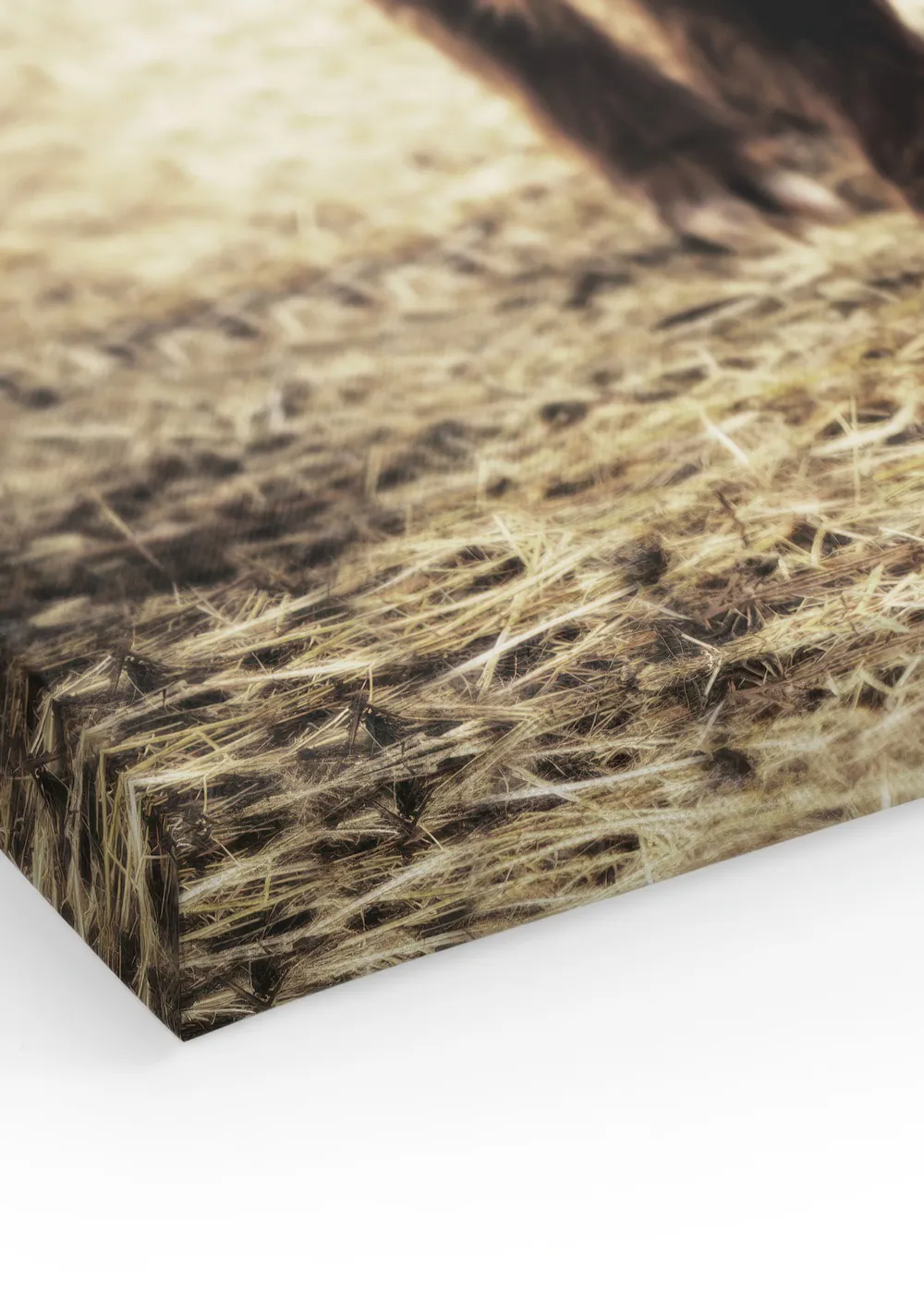 Stampa su tela di mucca rustica delle Highlands, decorazione da Stampa su tela di mucca rustica delle Highlands, decorazione da