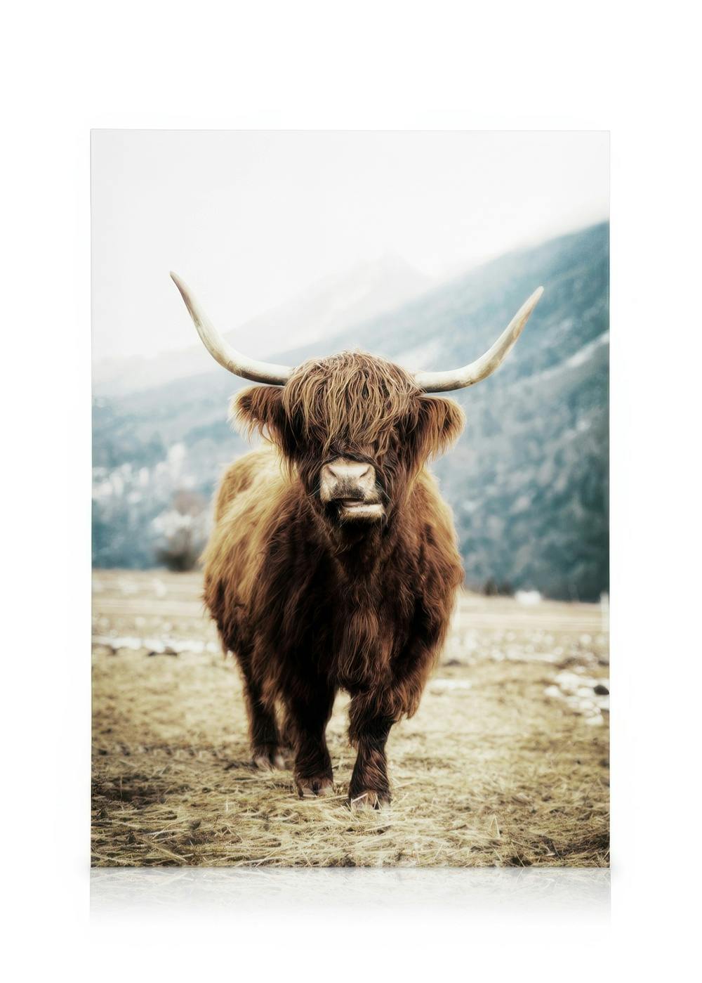 Canvas Schilderijen Highland Cattle on Field Canvas (30x40 cm)