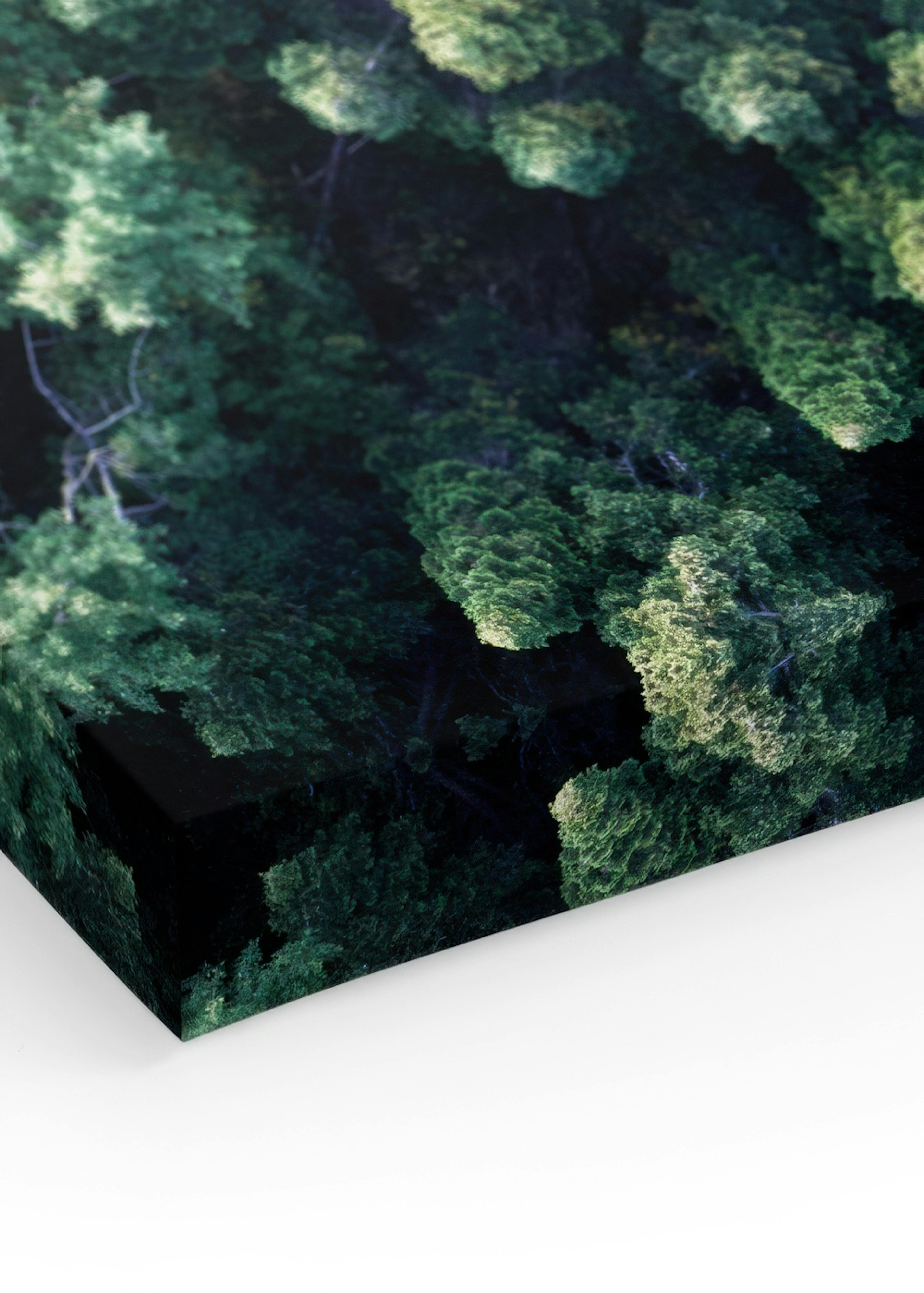 Forest Aerial Obraz na plátne