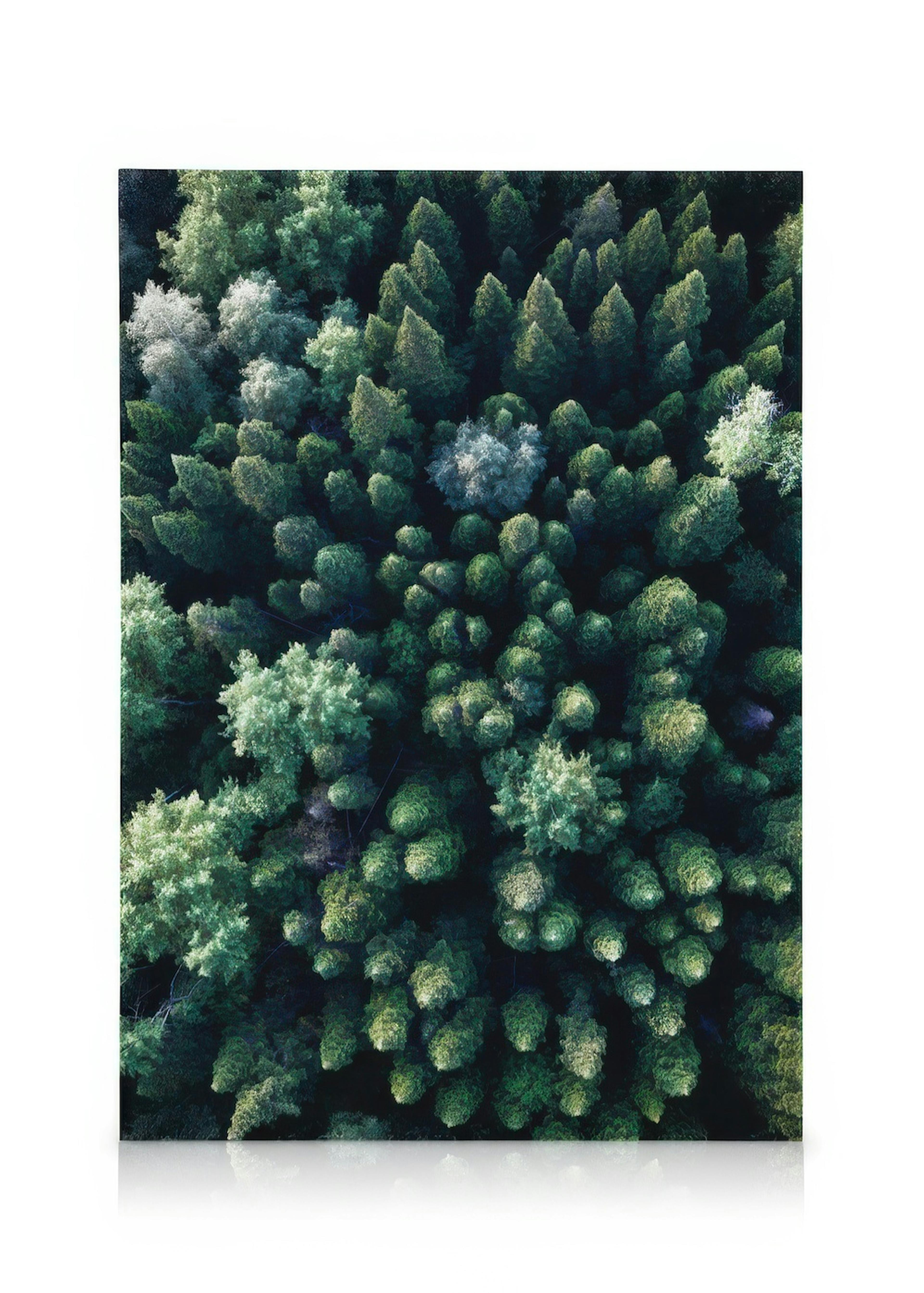 Forest Aerial Canvas 0