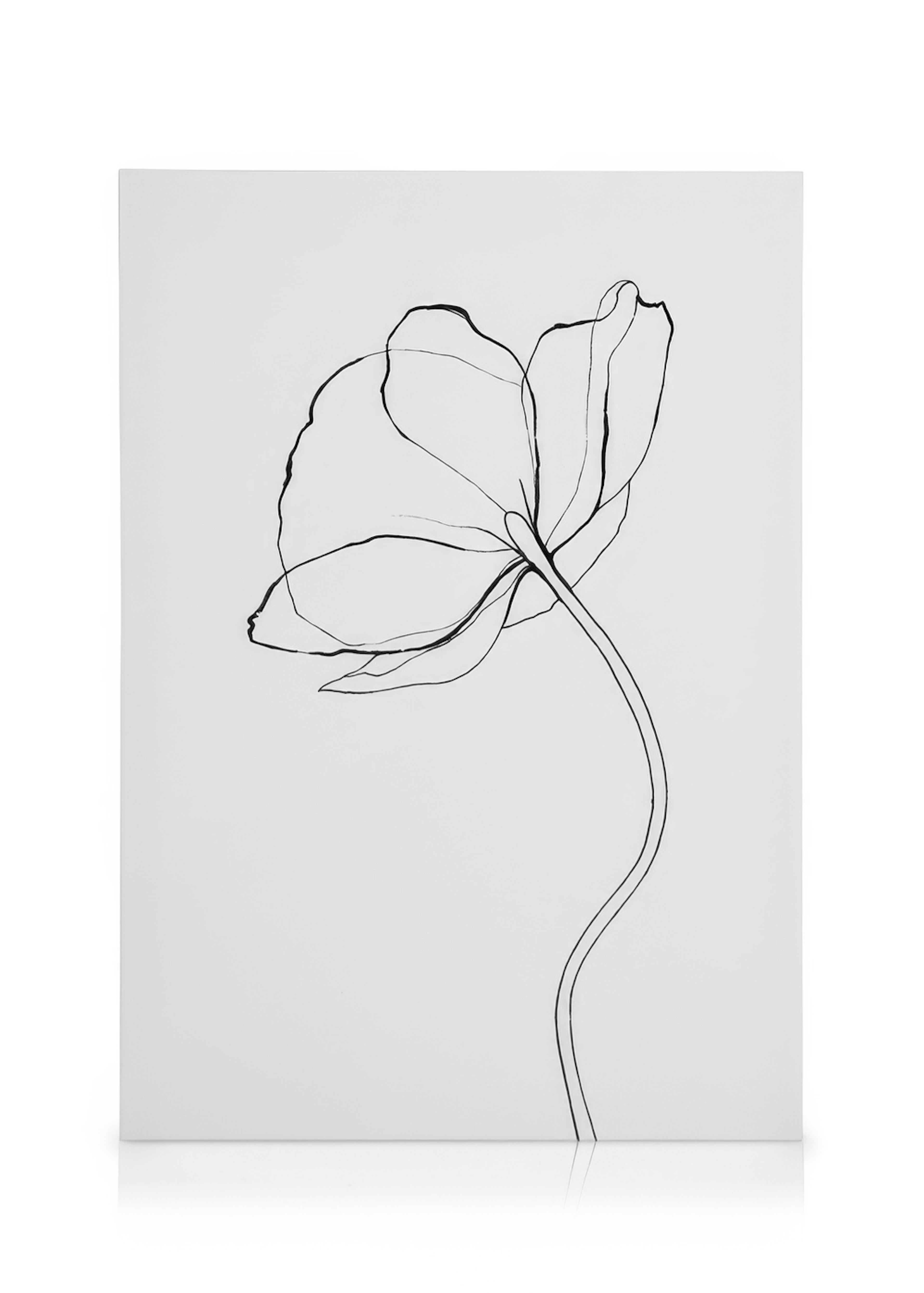 Line Poppy Lienzo 0