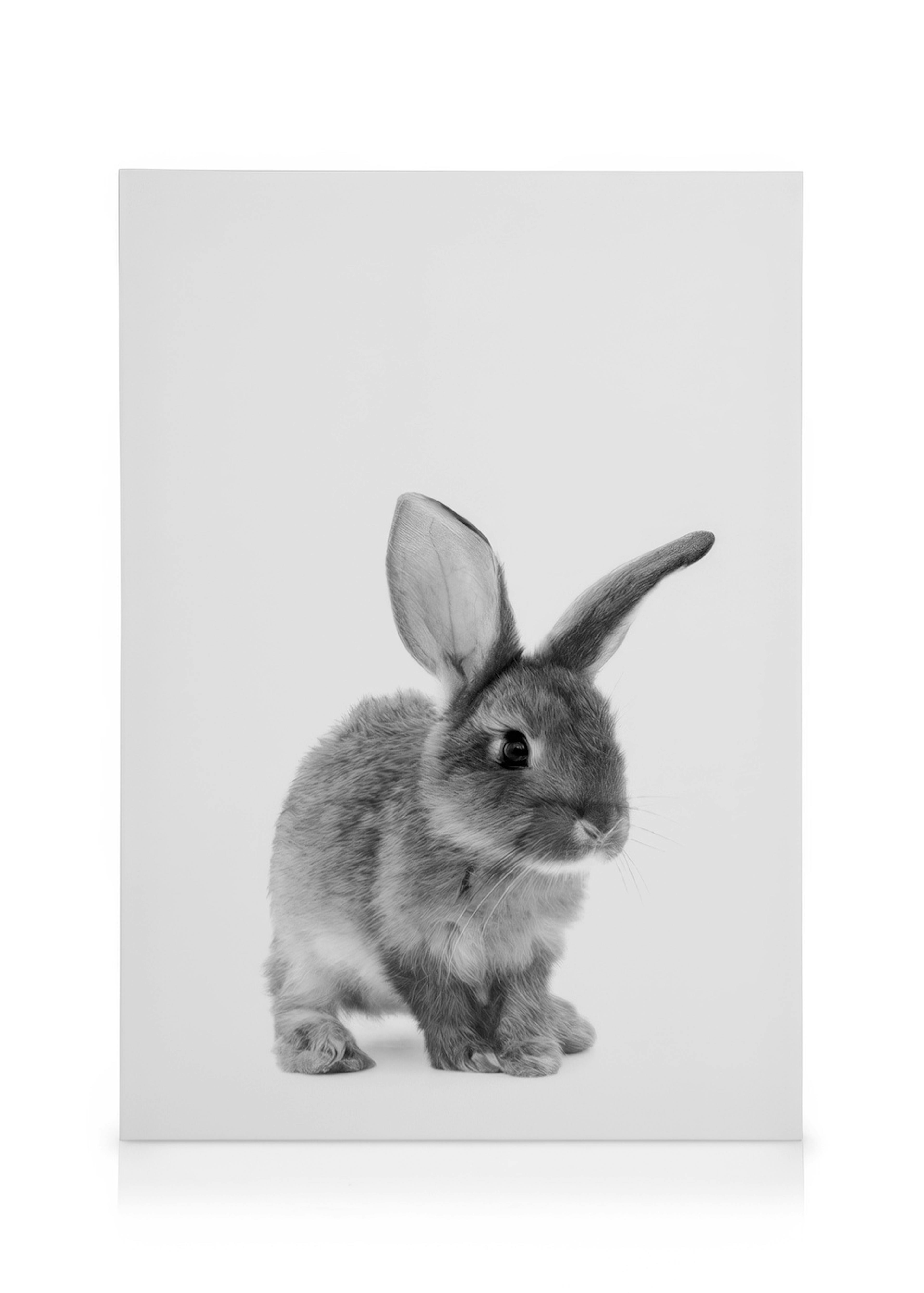 The Little Bunny Lienzo 0