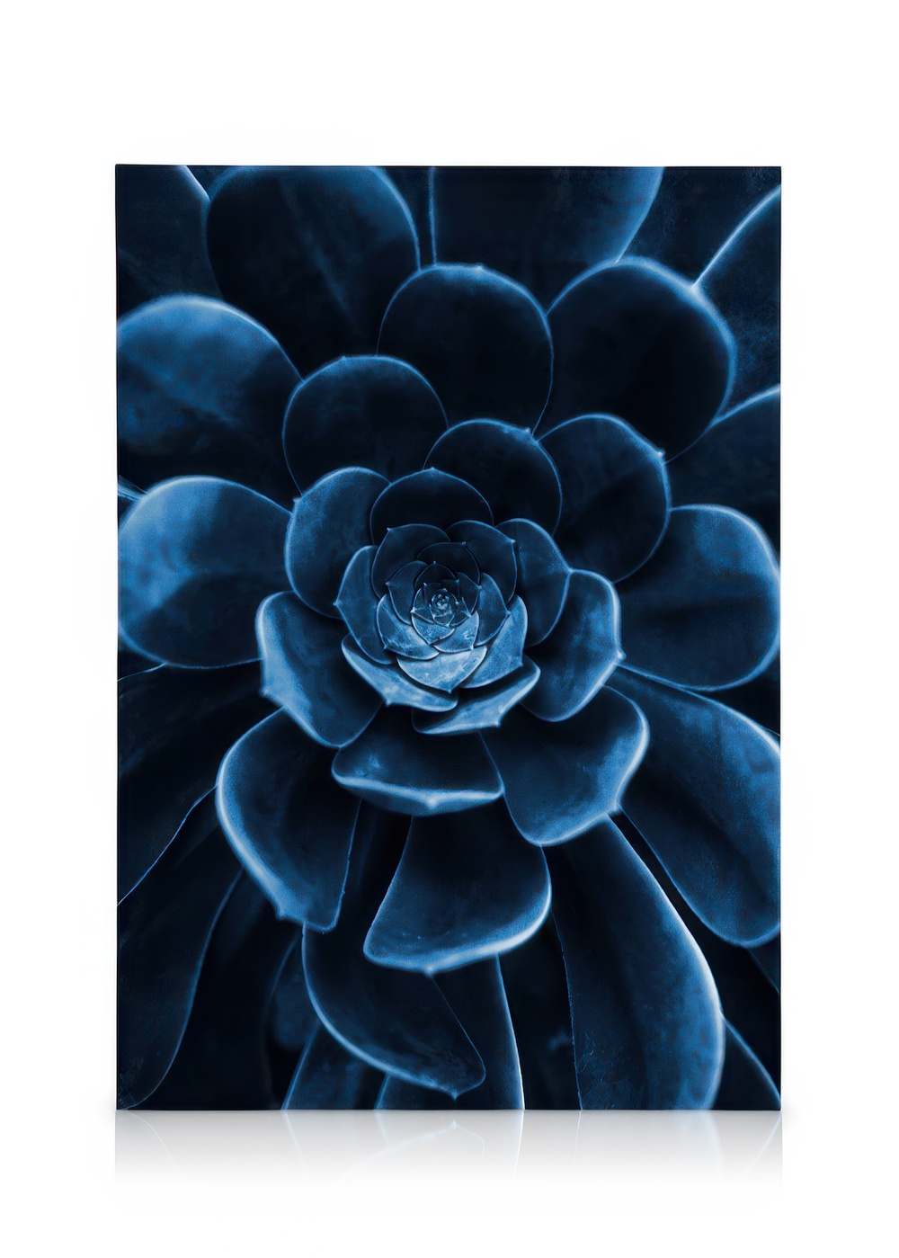 Blue Succulent Canvas Print – Canvas Wall Art | Desenio UK