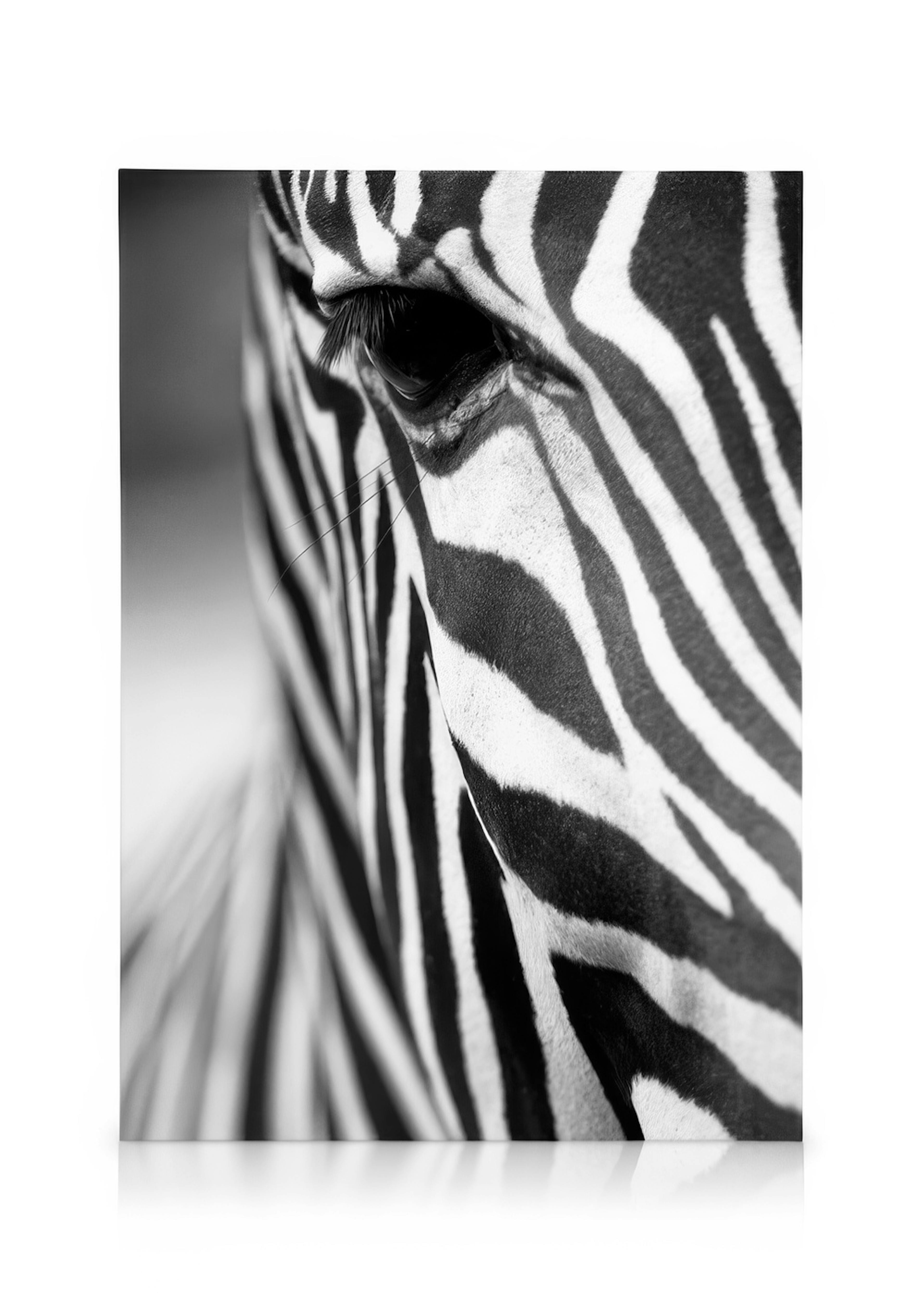 Zebra Close Up Lienzo 0