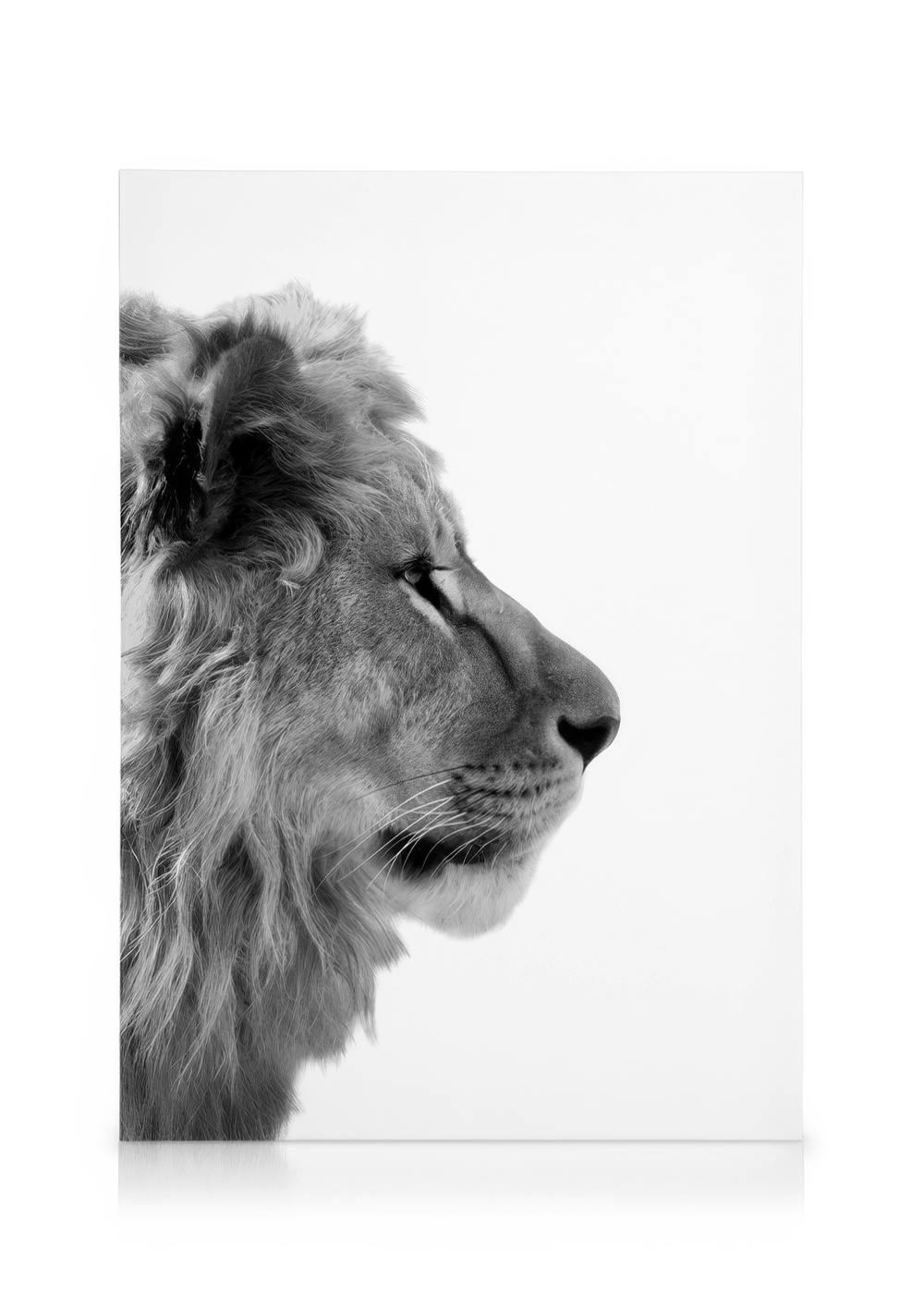 Leinwandbilder Lion From Side Leinwandbild (30x40 cm)