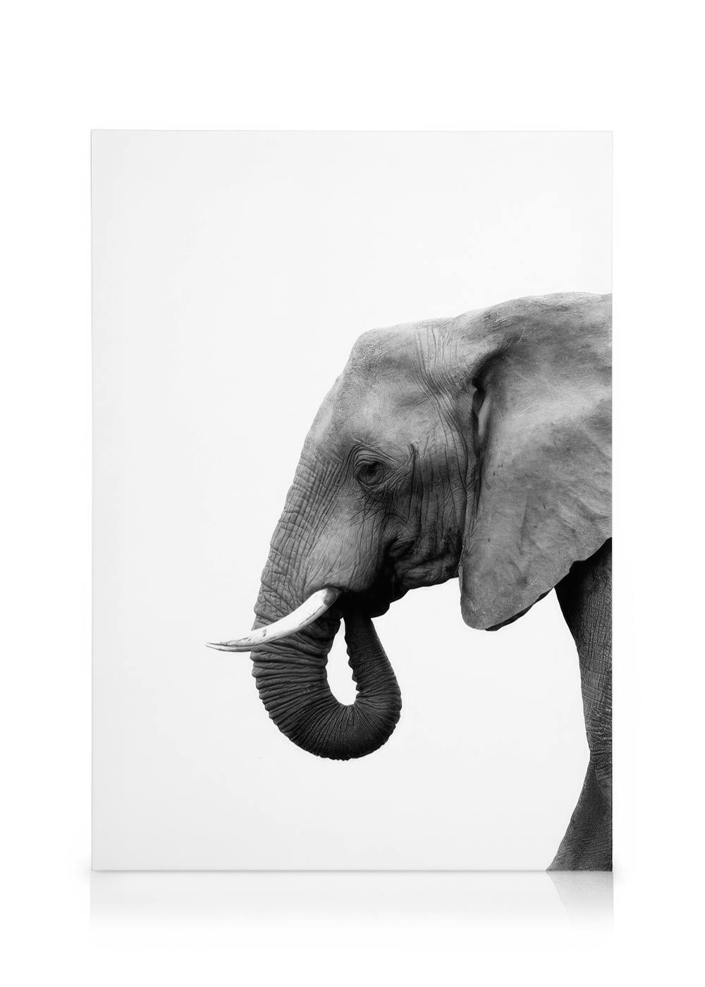 Canvas Schilderijen Elephant From Side Canvas (50x70 cm - Fotolijst Zwart)