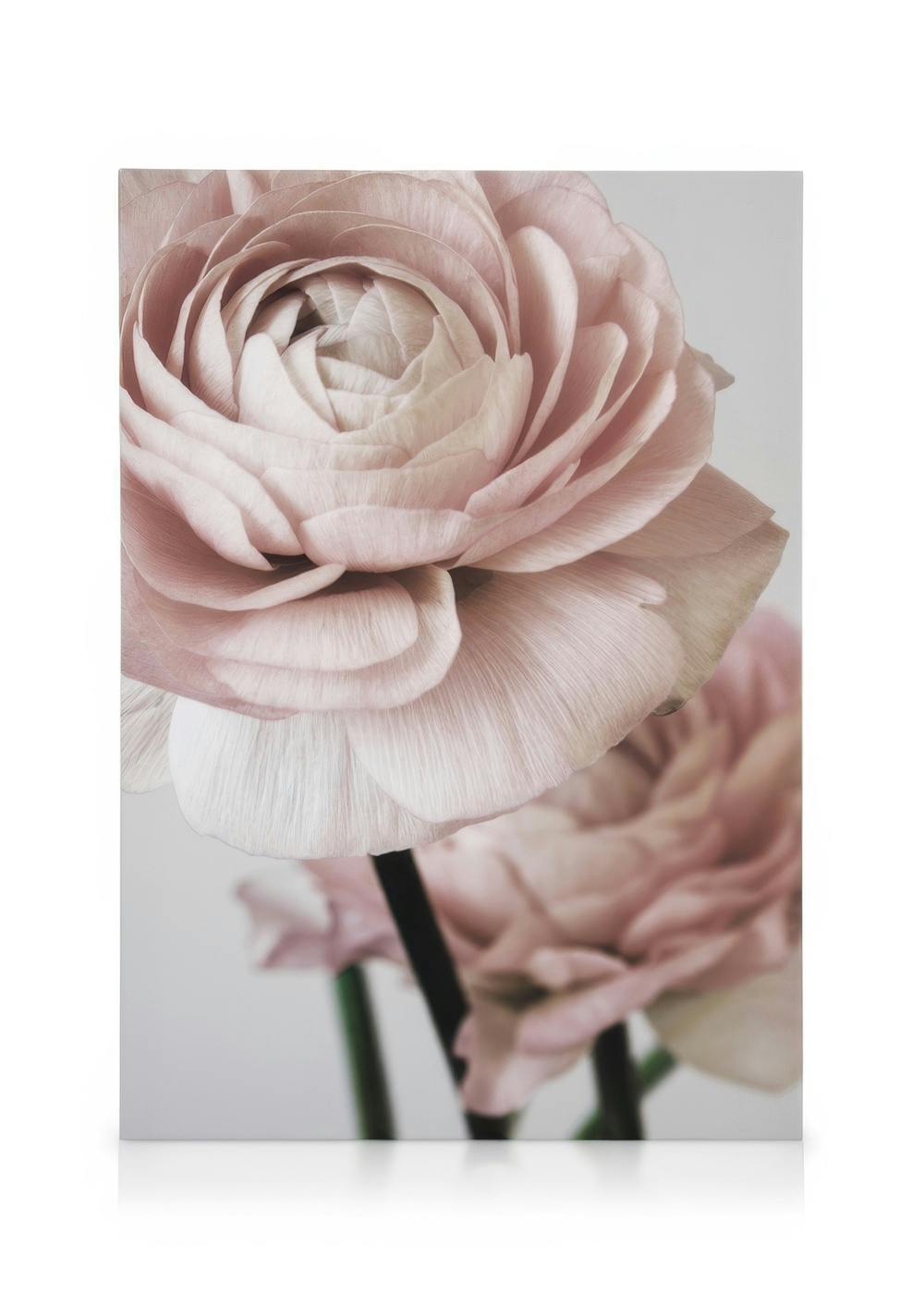 Nahaufnahme einer rosa Ranunkelblüte mit zarten Blütenblättern, botanisches Leinwandbild, Pastellfarben.