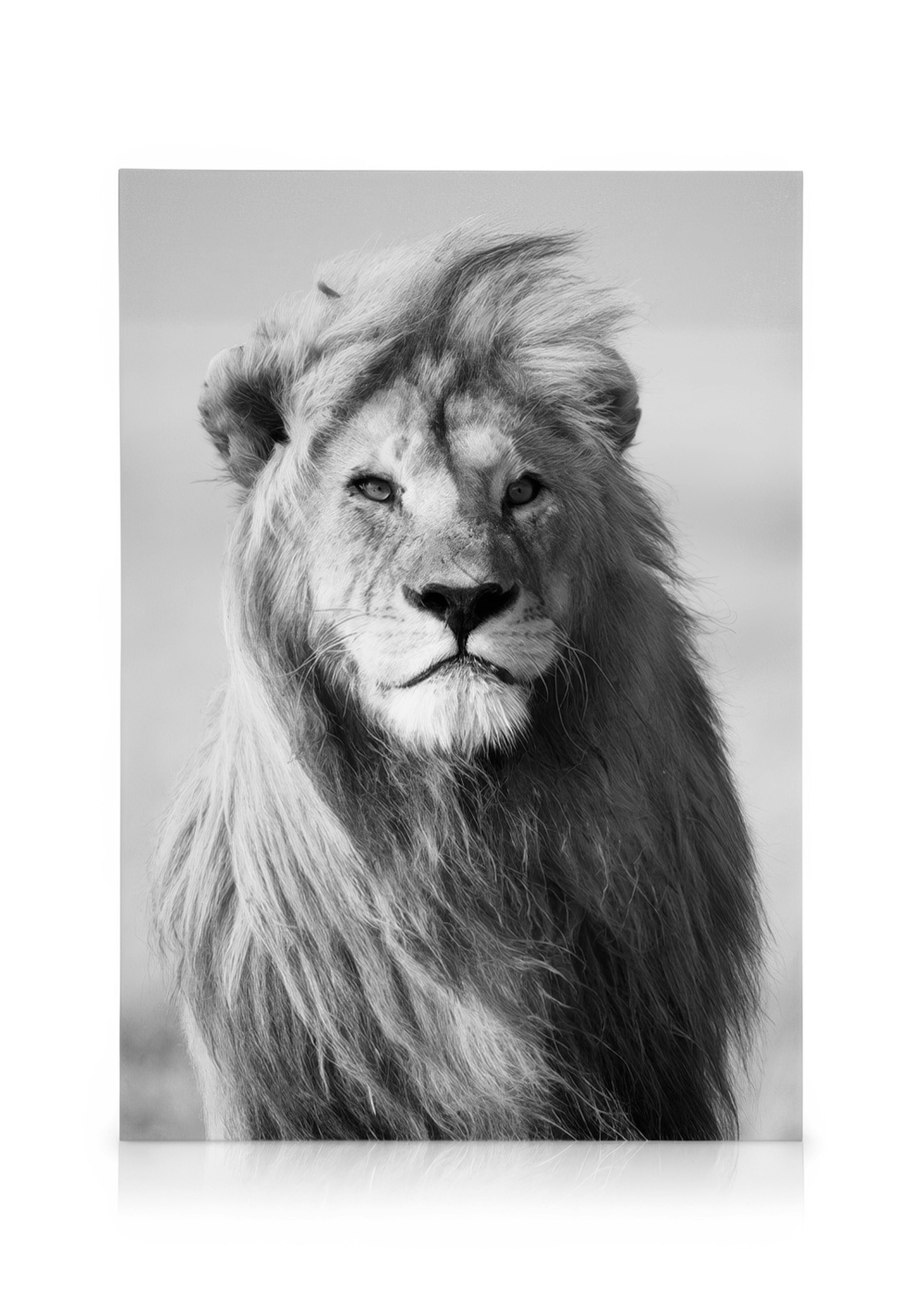 Lion Kanvaasi 0