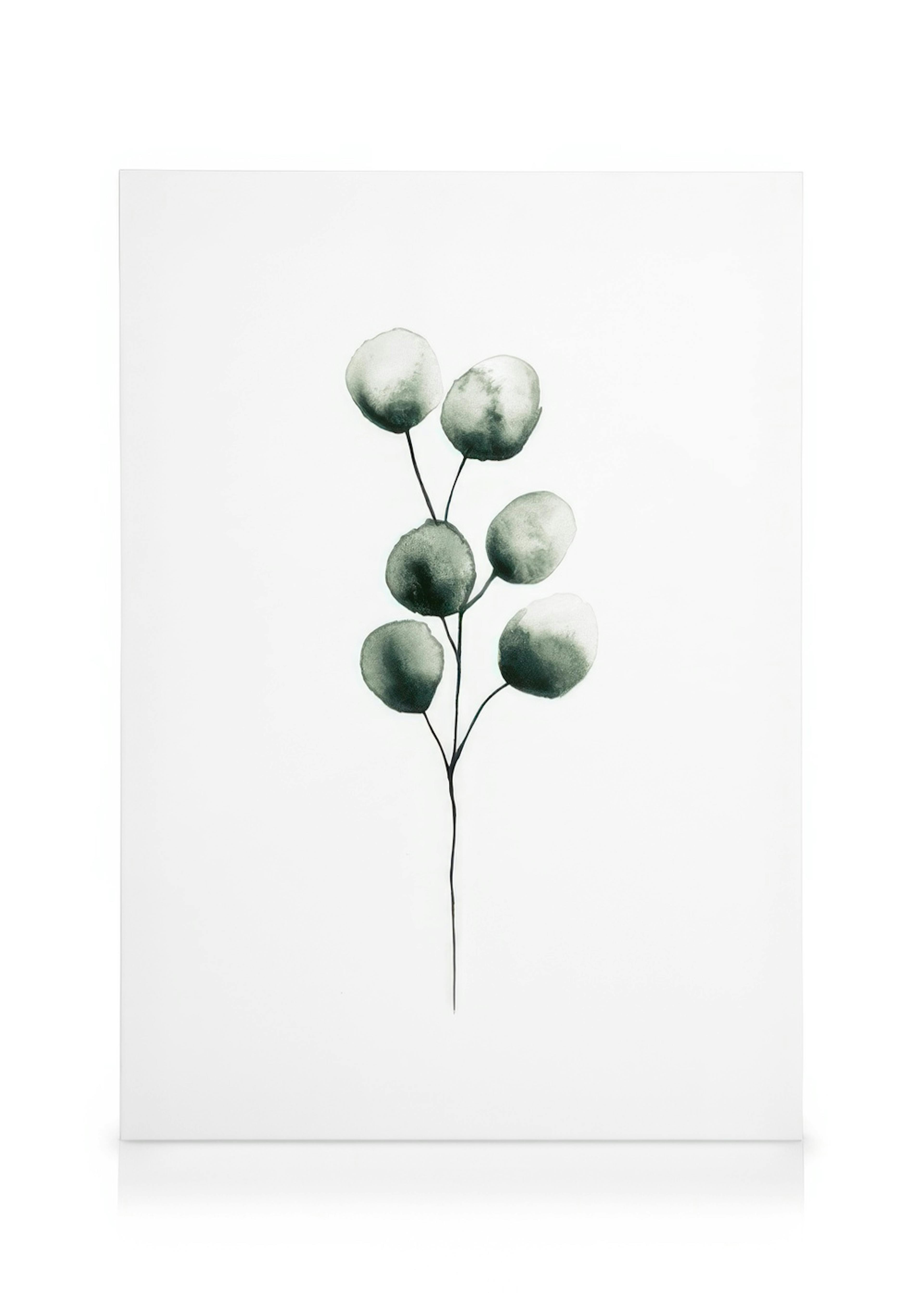 Eucalyptus Plant Toile 0