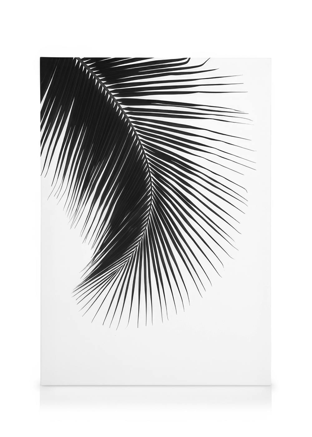 Leinwandbilder Black Palm Leaf, Leinwandbild (50x70 cm - Eichenrahmen)