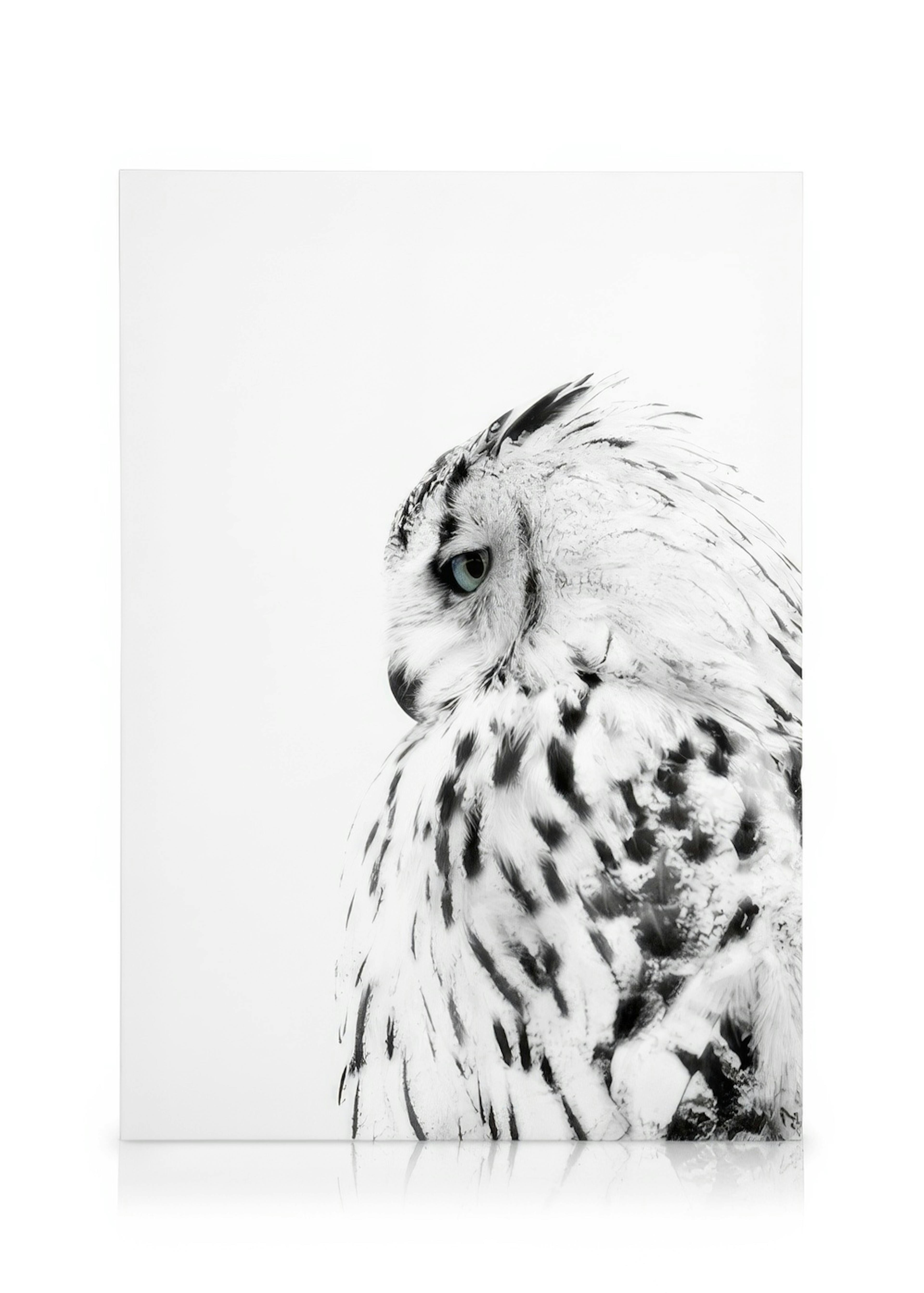 White Owl Toile 0