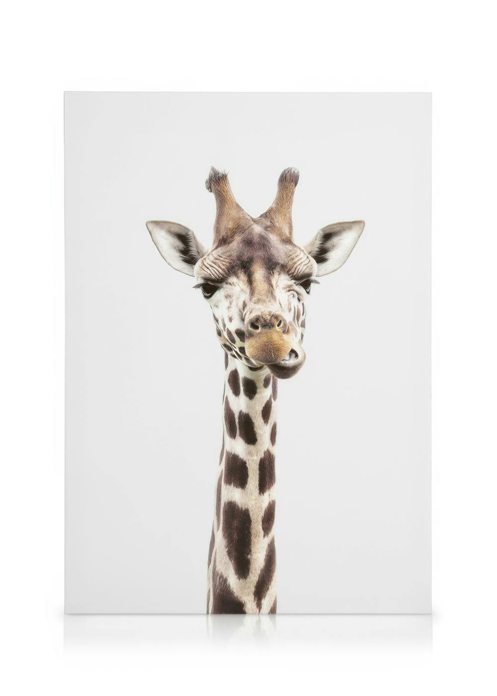 Baby Giraffe Toile (30x40 cm - Cadre de chêne)  Animaux sauvages
