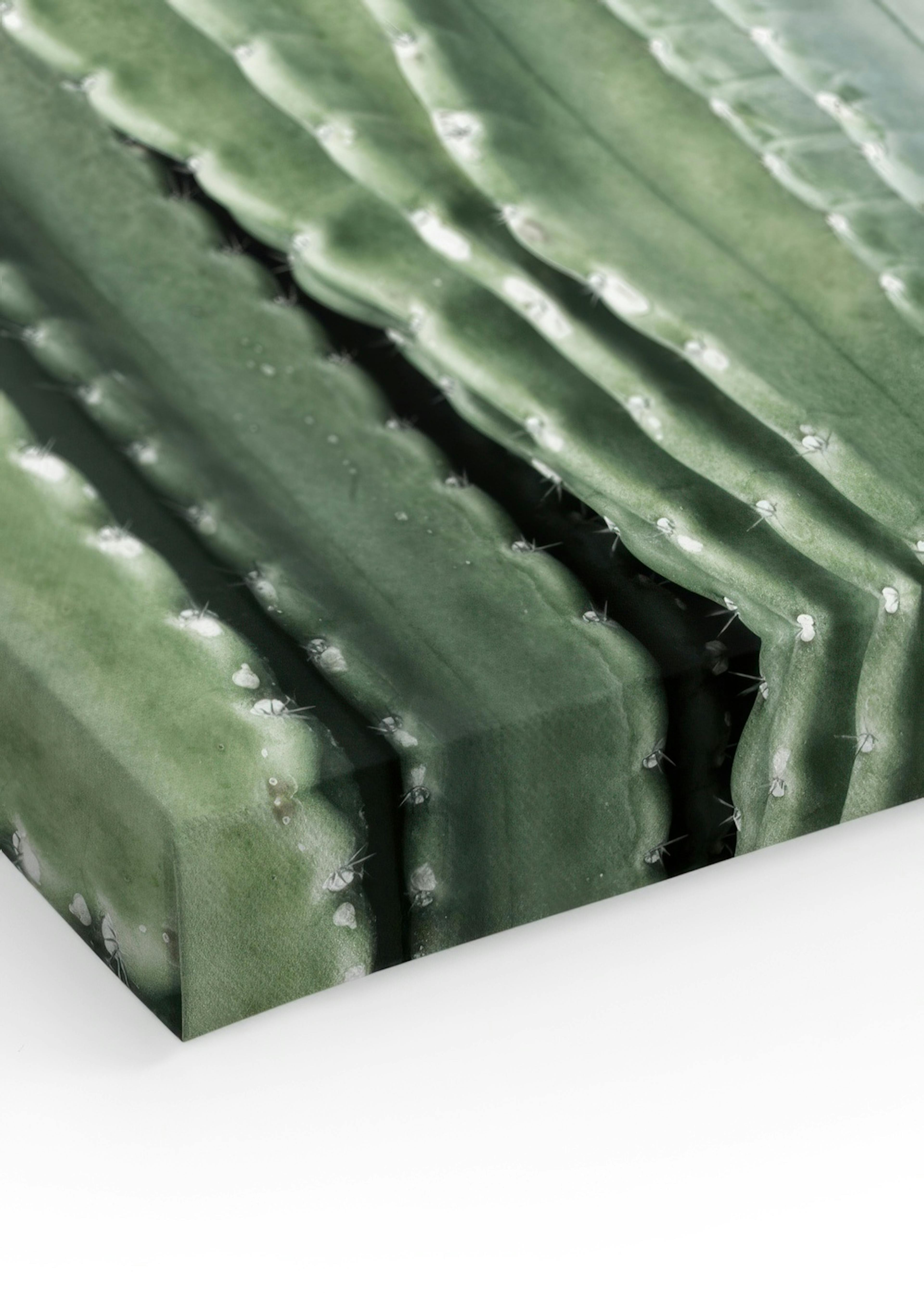 Cactus, Canvas print