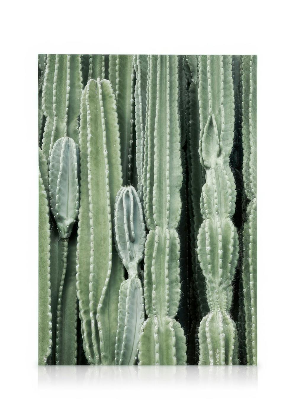 Canvas Prints Cactus, Canvas print (50x70 cm - Oak Frame)