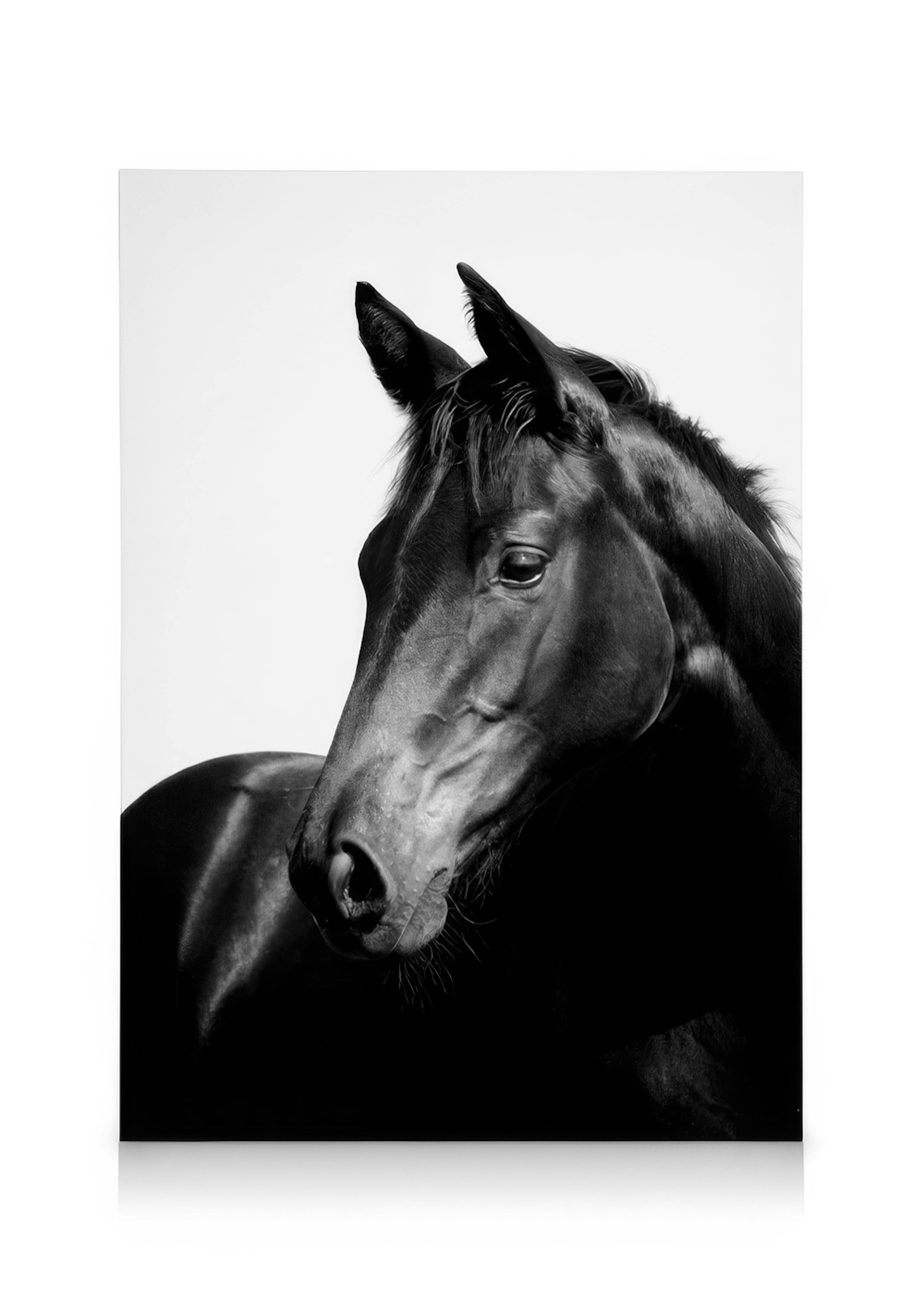 Black Stallion, Leinwandbild 0