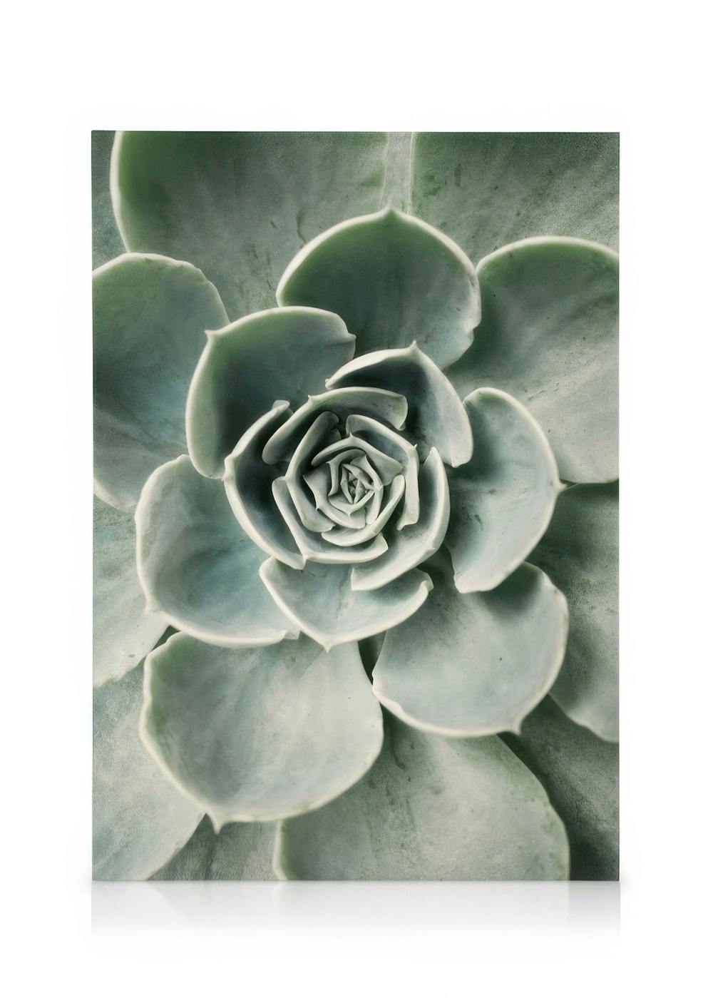 Obrazy na płótnie Cactus Flower Obraz na płótnie (30x40 cm)