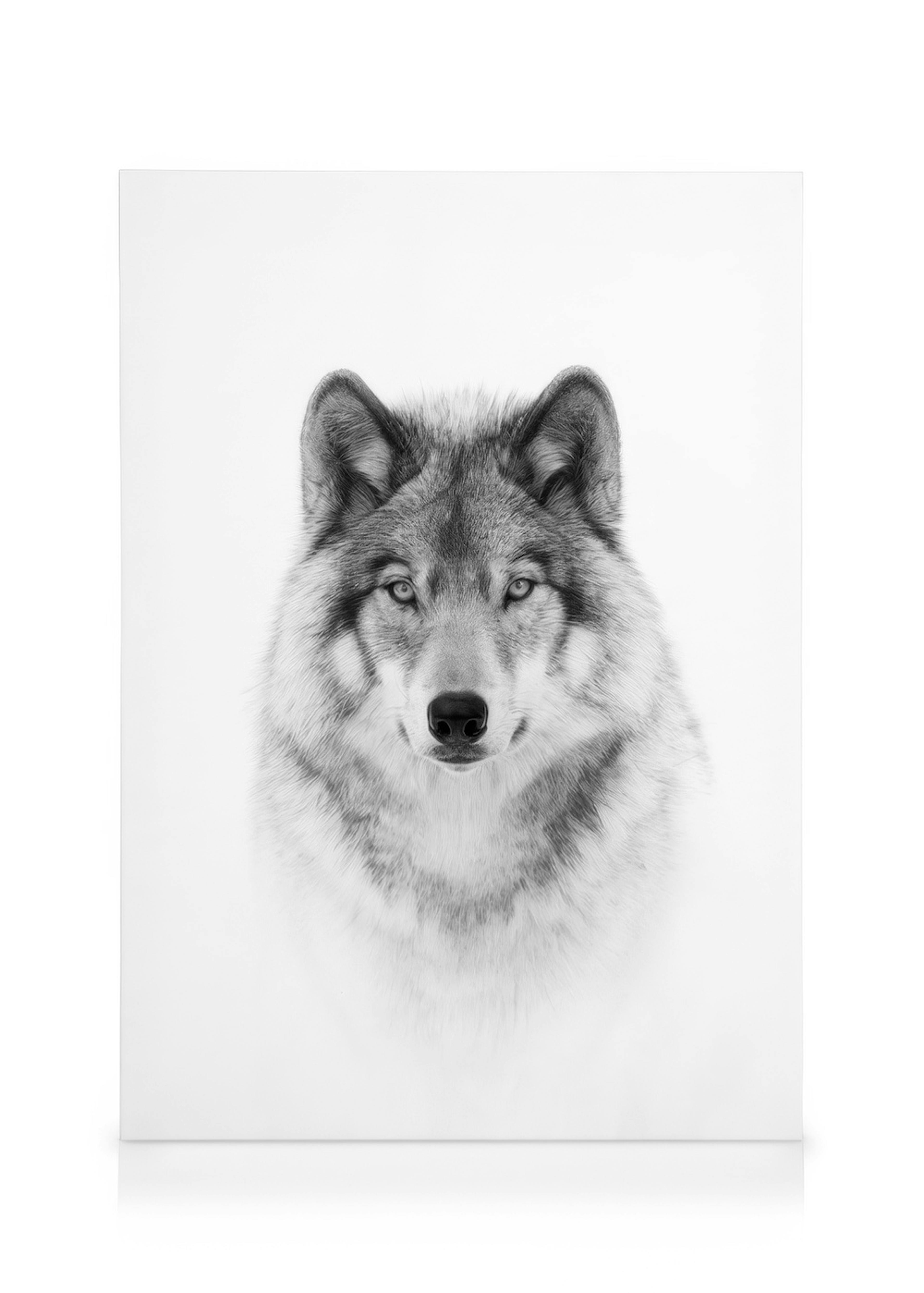 Wolf Leinwandbild 0