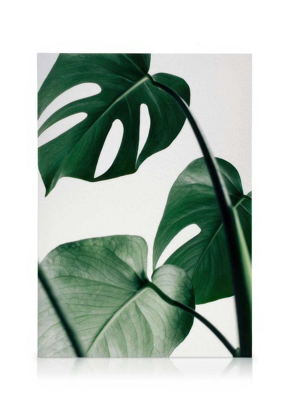 Canvastavlor Monstera Three Canvas (70x100 cm)
