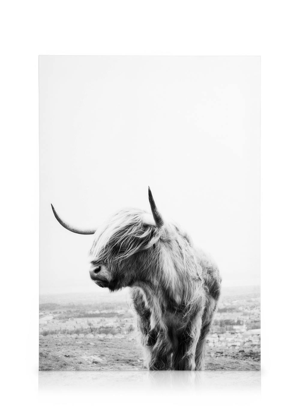 Canvas Schilderijen Highland Cow Canvas (30x40 cm - Fotolijst Zwart)