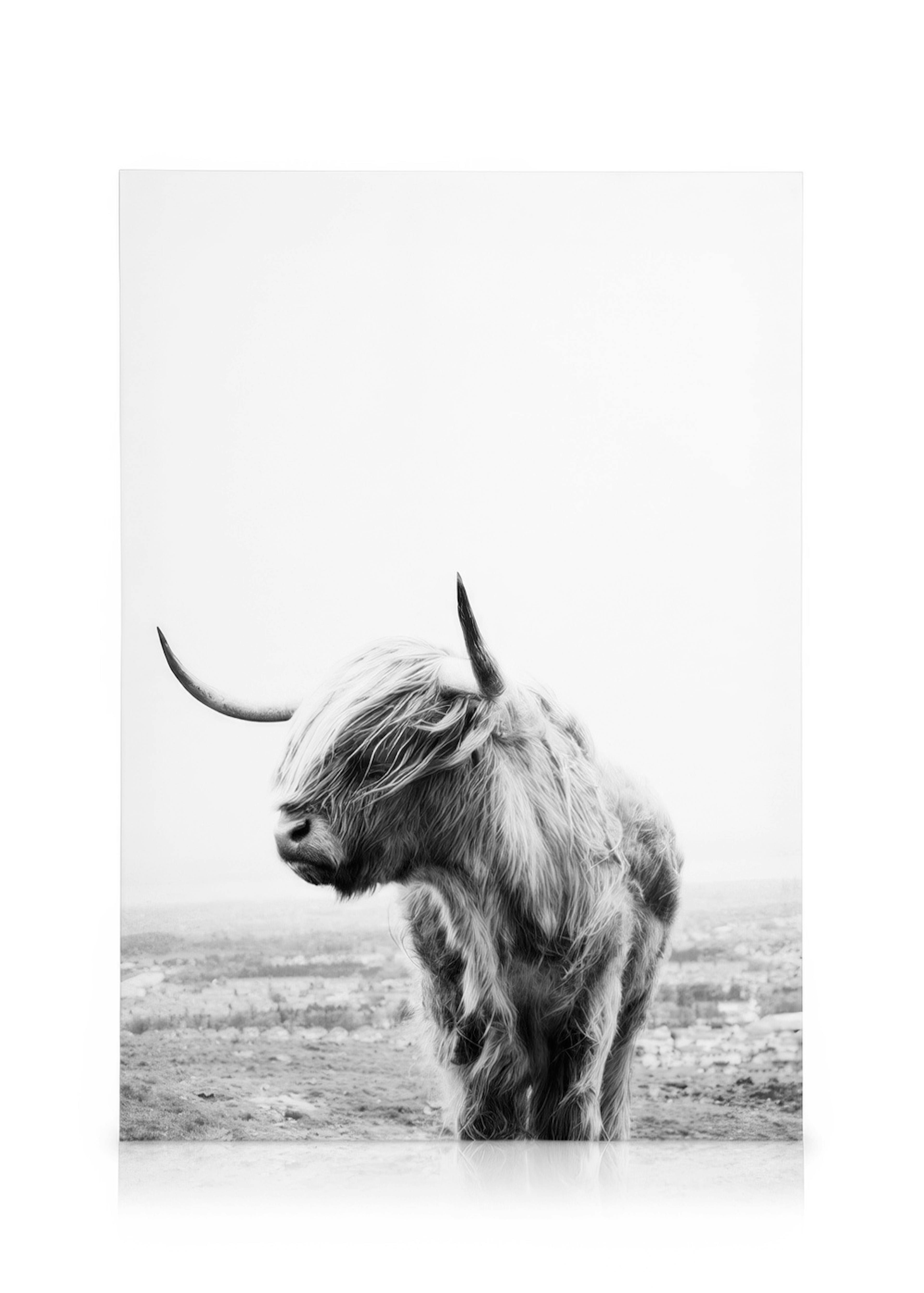 Highland Cow Obraz na plátne 0