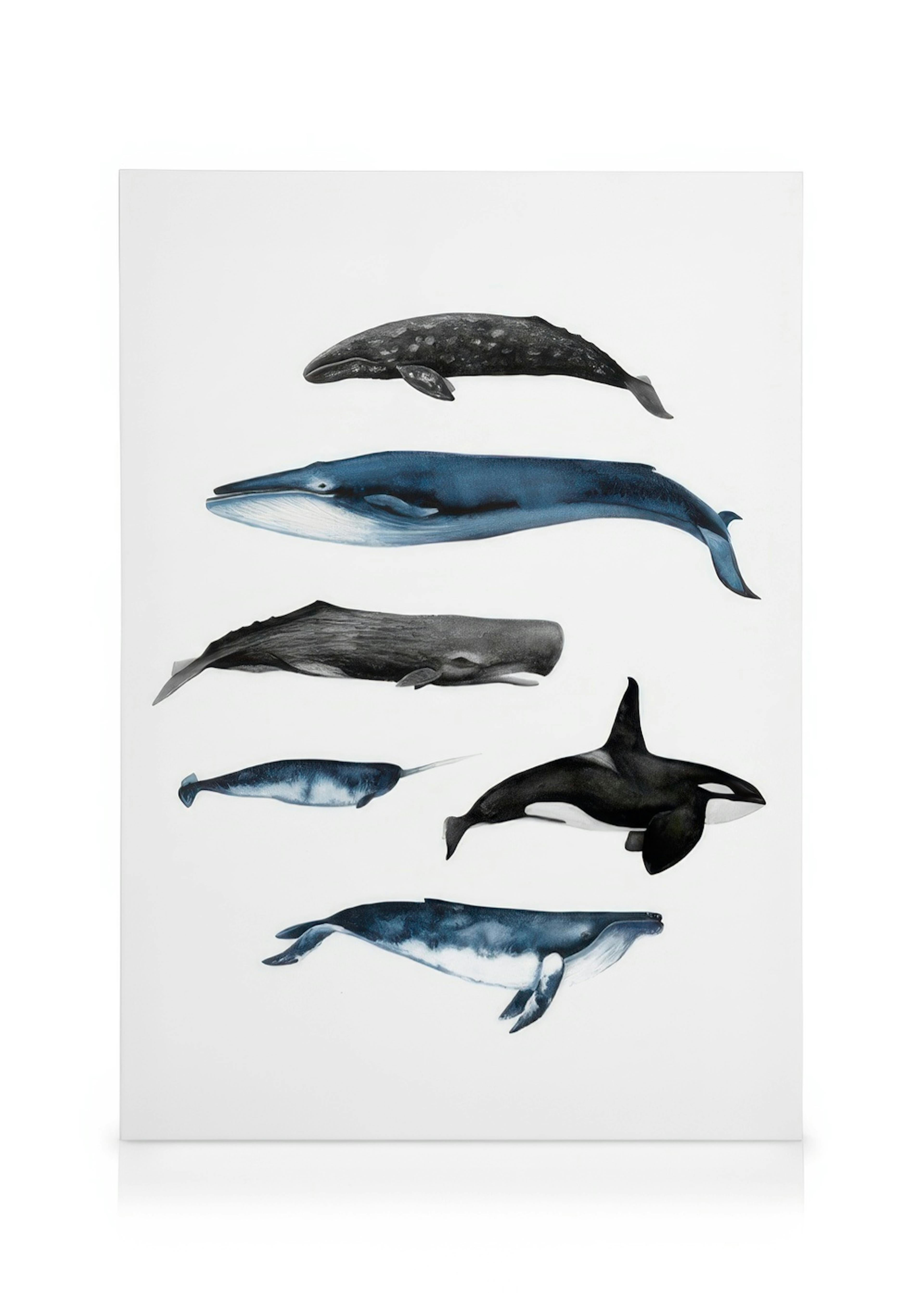 Whales Poster 0