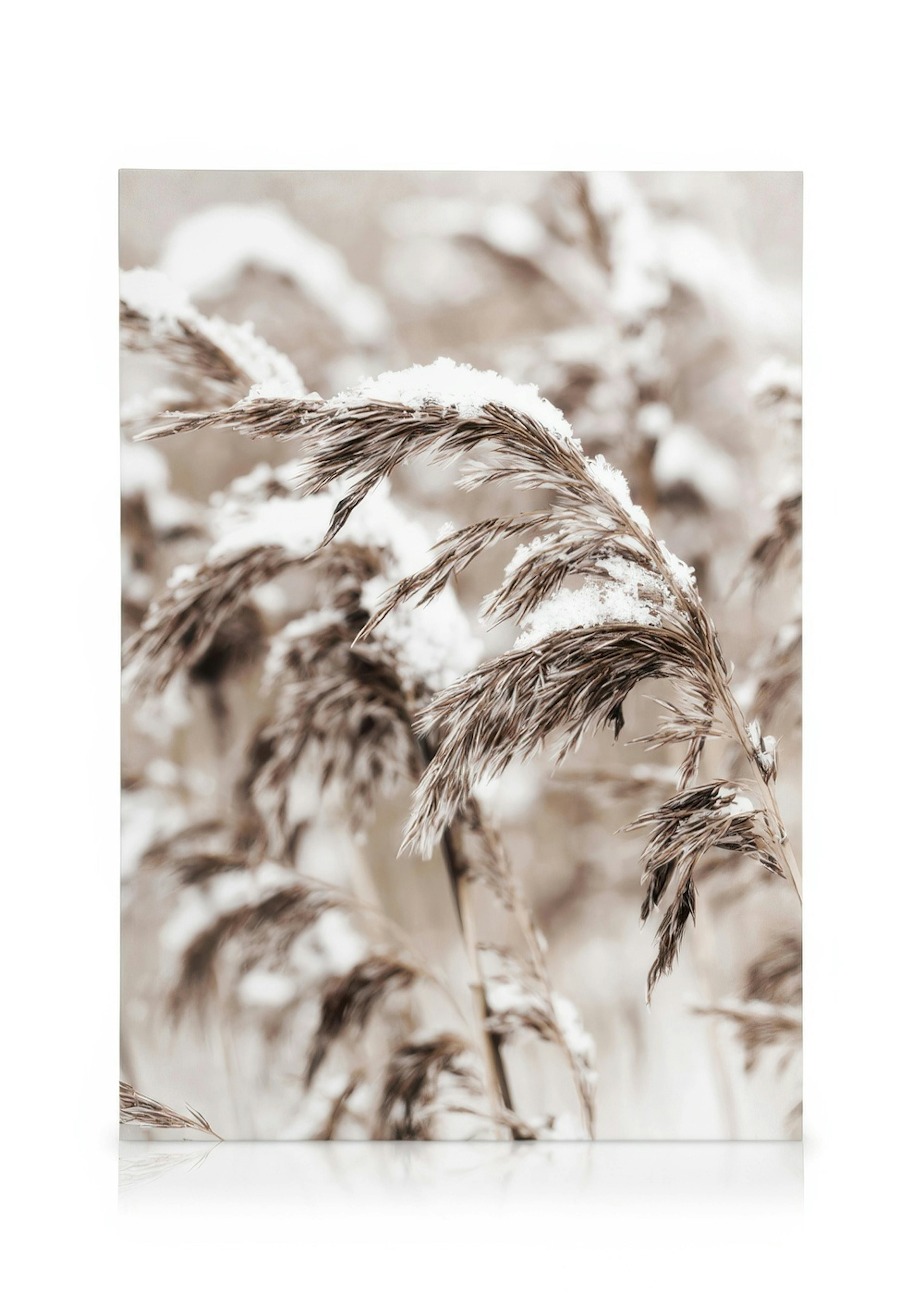 Snowy Reed Lerret 0