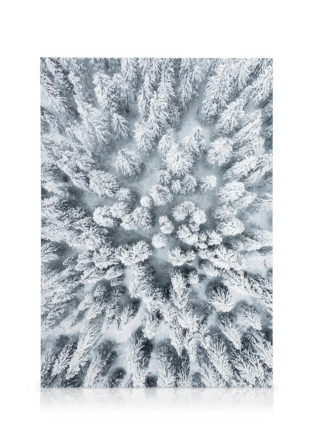 Leinwanddruck verschneiter Nadelbäume, Winterlandschaft aus der Vogelperspektive, dichte Waldansicht, Schneewald