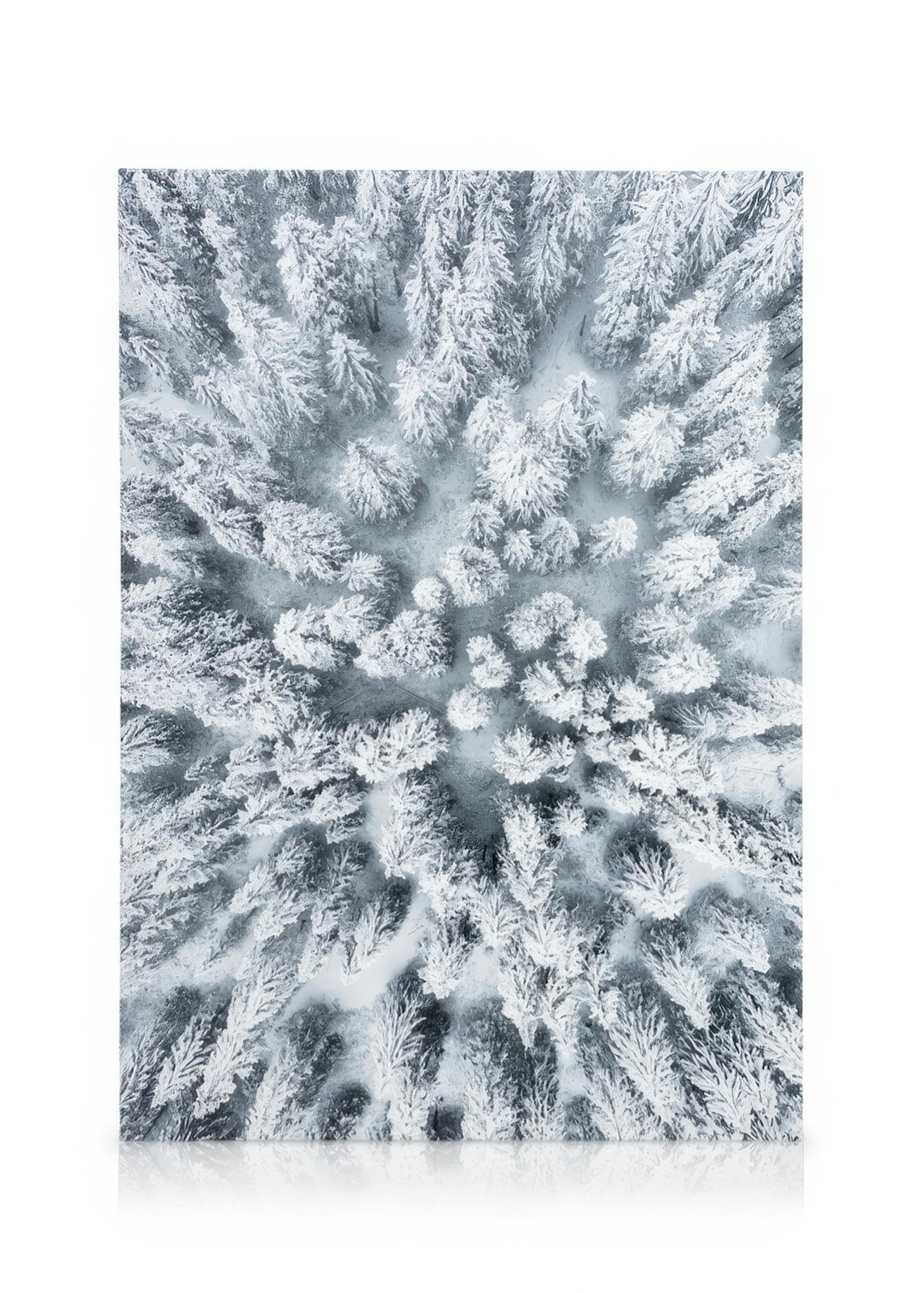 Leinwanddruck verschneiter Nadelbäume, Winterlandschaft aus der Vogelperspektive, dichte Waldansicht, Schneewald