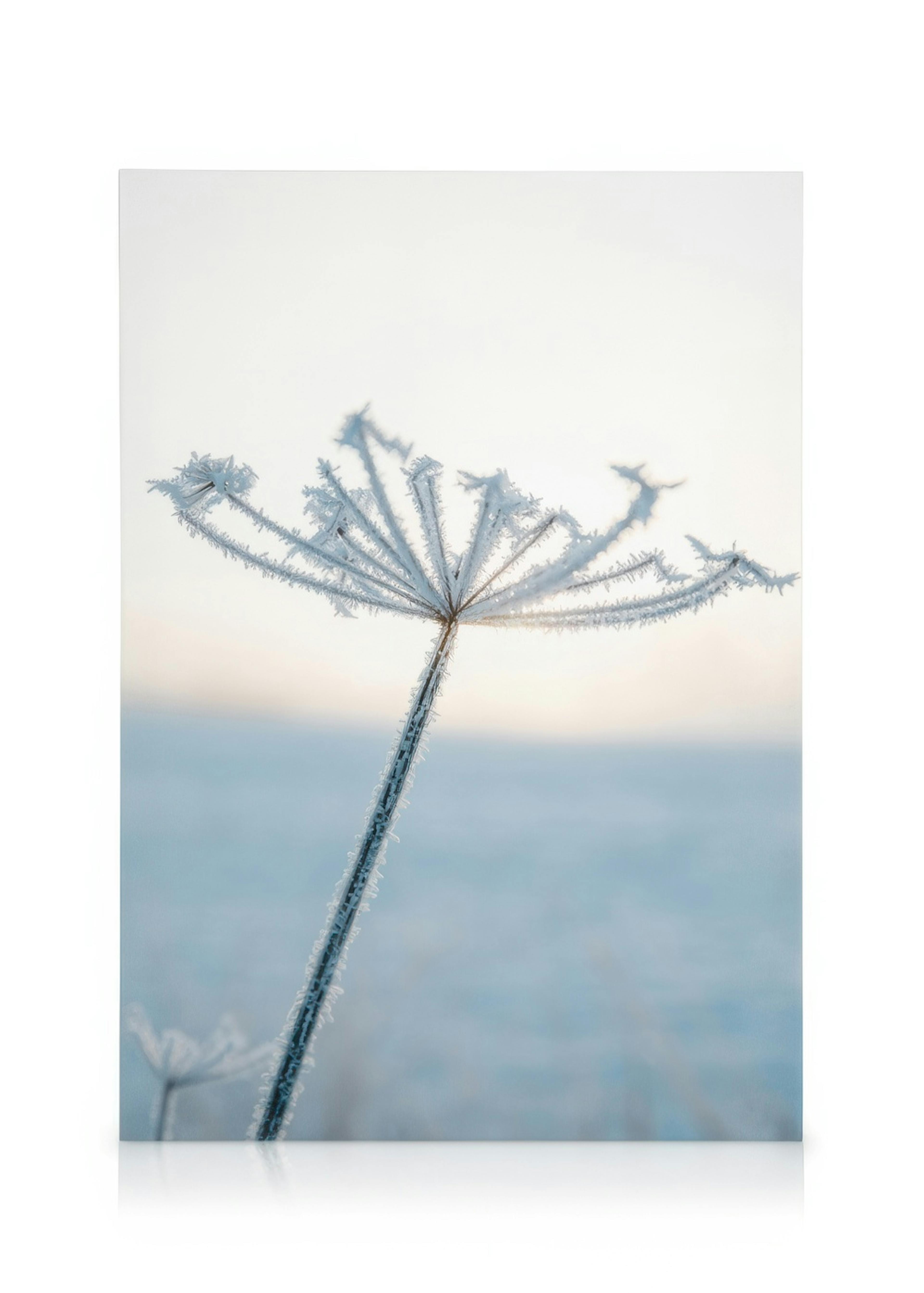 Frostrimet blomst på lærred, vinterlandskab med isblomst mod lys himmel, naturkunst.