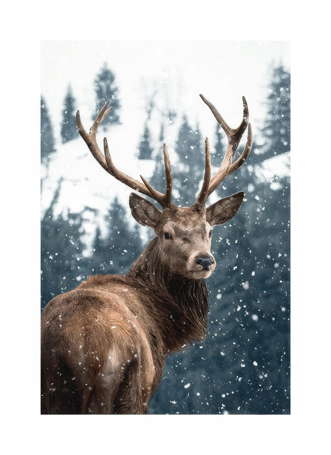 Red Deer in Snow Affiche (30x40 cm)  Animaux sauvages