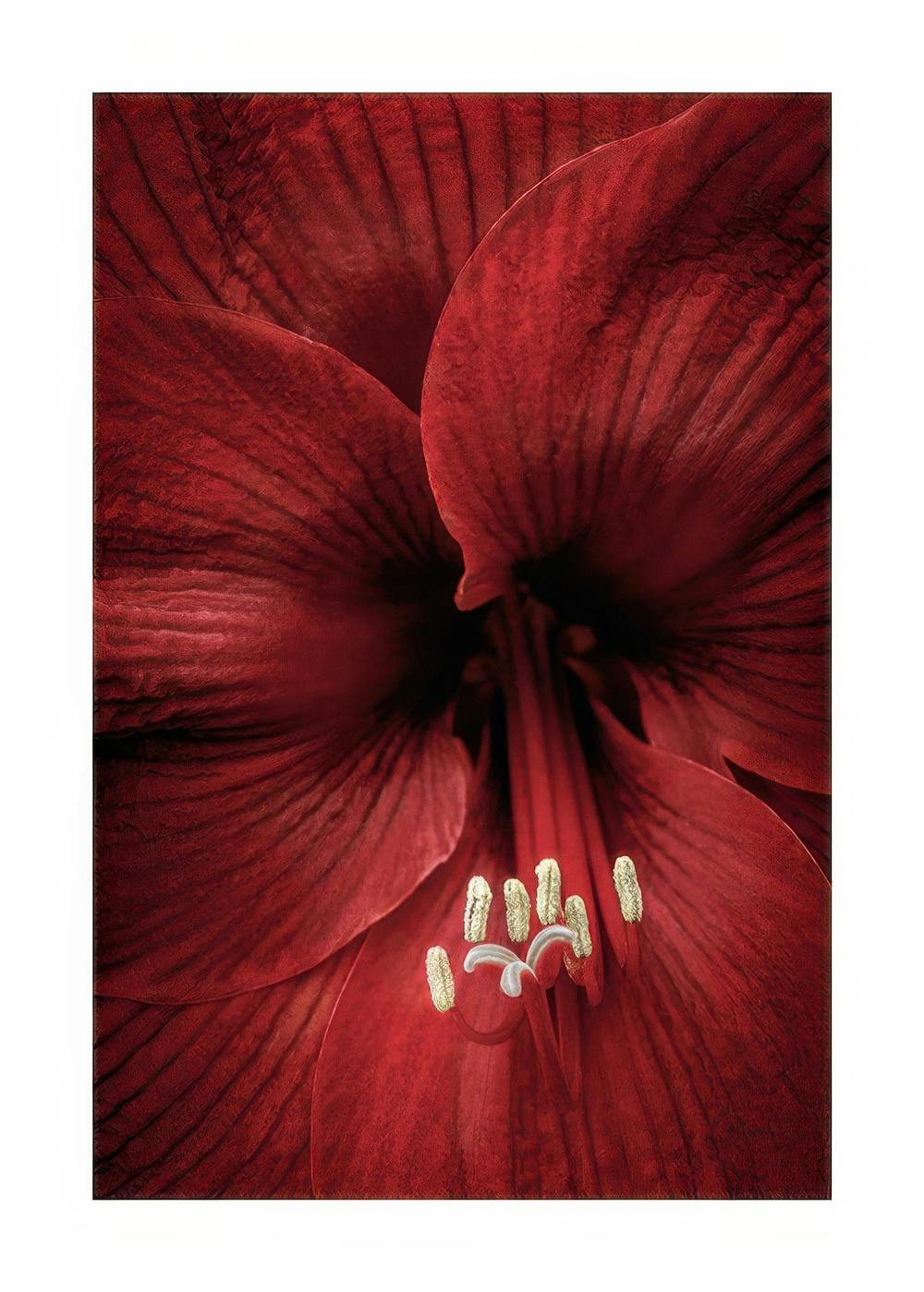 Red Amaryllis Poster 0