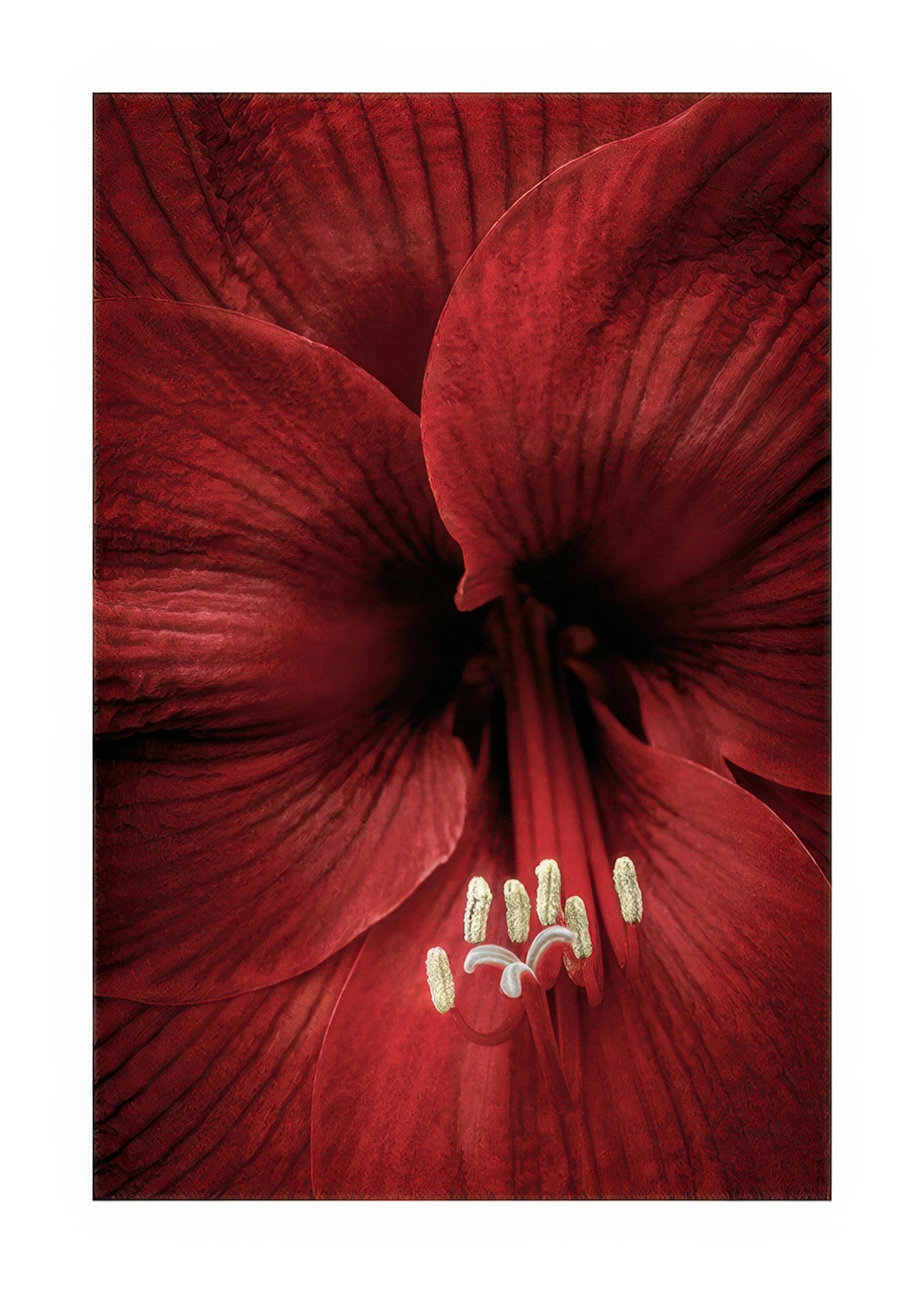 Red Amaryllis Poster 0