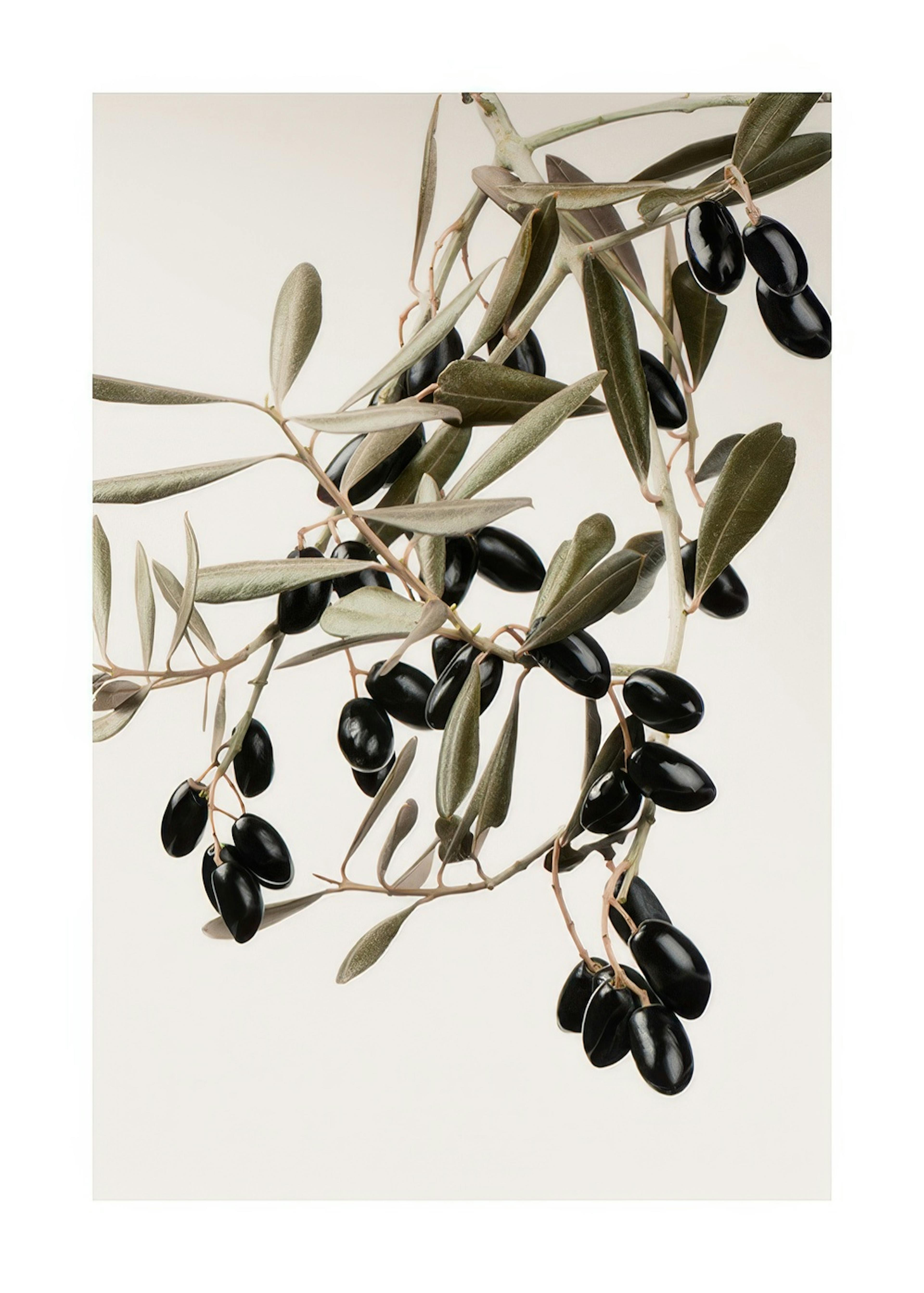 Olive Branch Poster 0