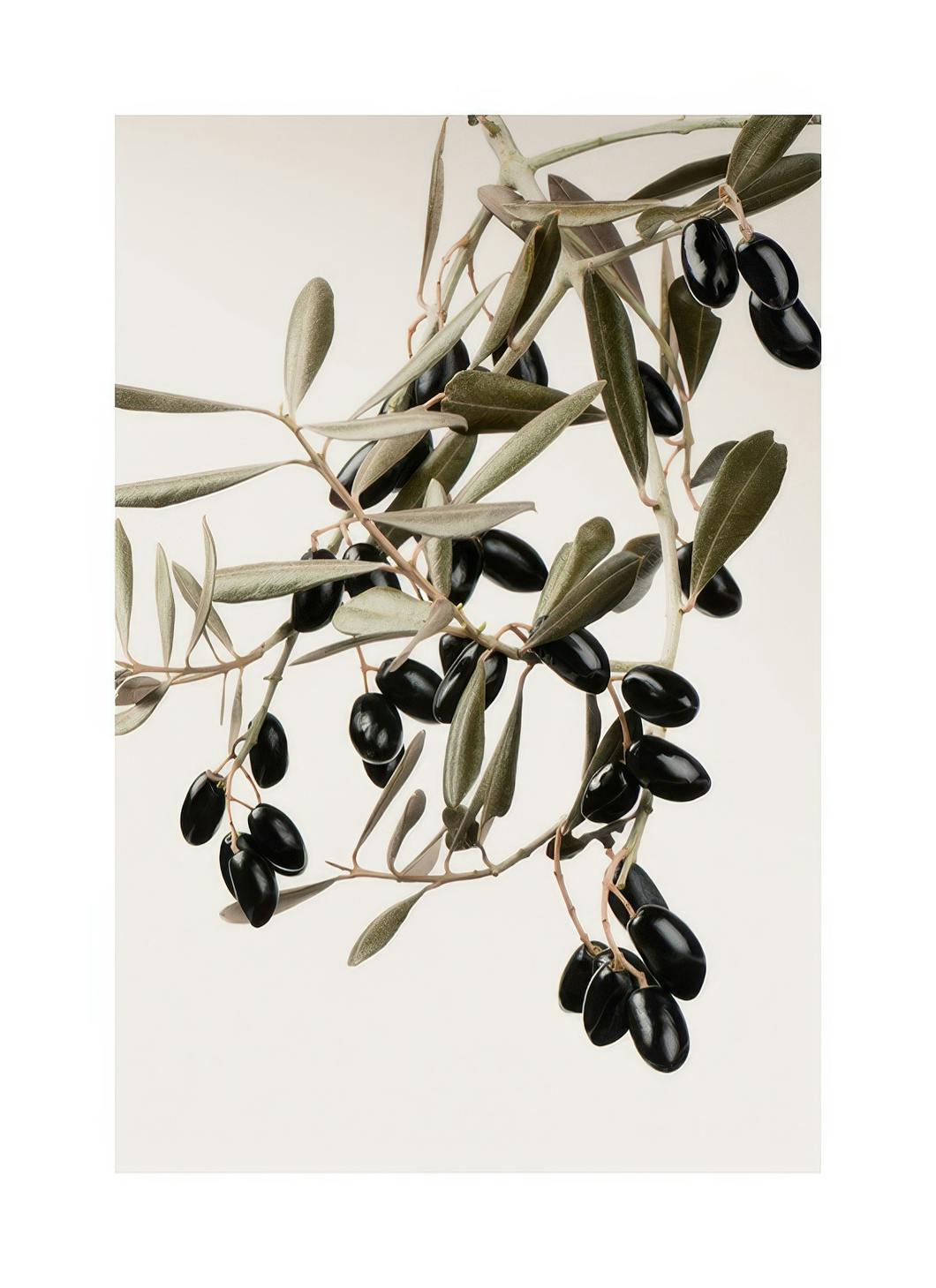 Olive Branch Affiche (50x70 cm)